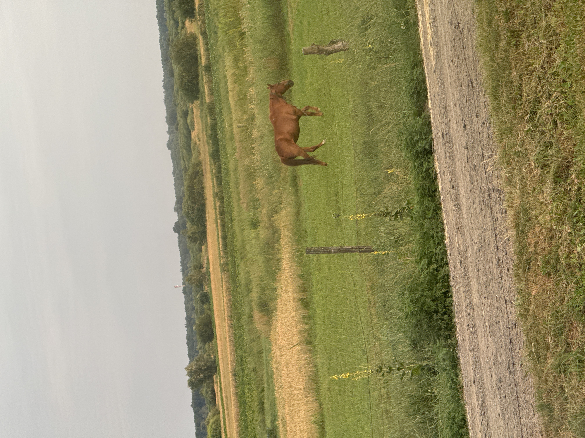 The image depicts a brown horse grazing in a green field. The field is bordered by a dirt road in the foreground and appears to be part of a rural landscape with agricultural fields in the background. A wooden fence runs across the field. The sky is overcast. The location is identified as Chemerne, Ukraine.