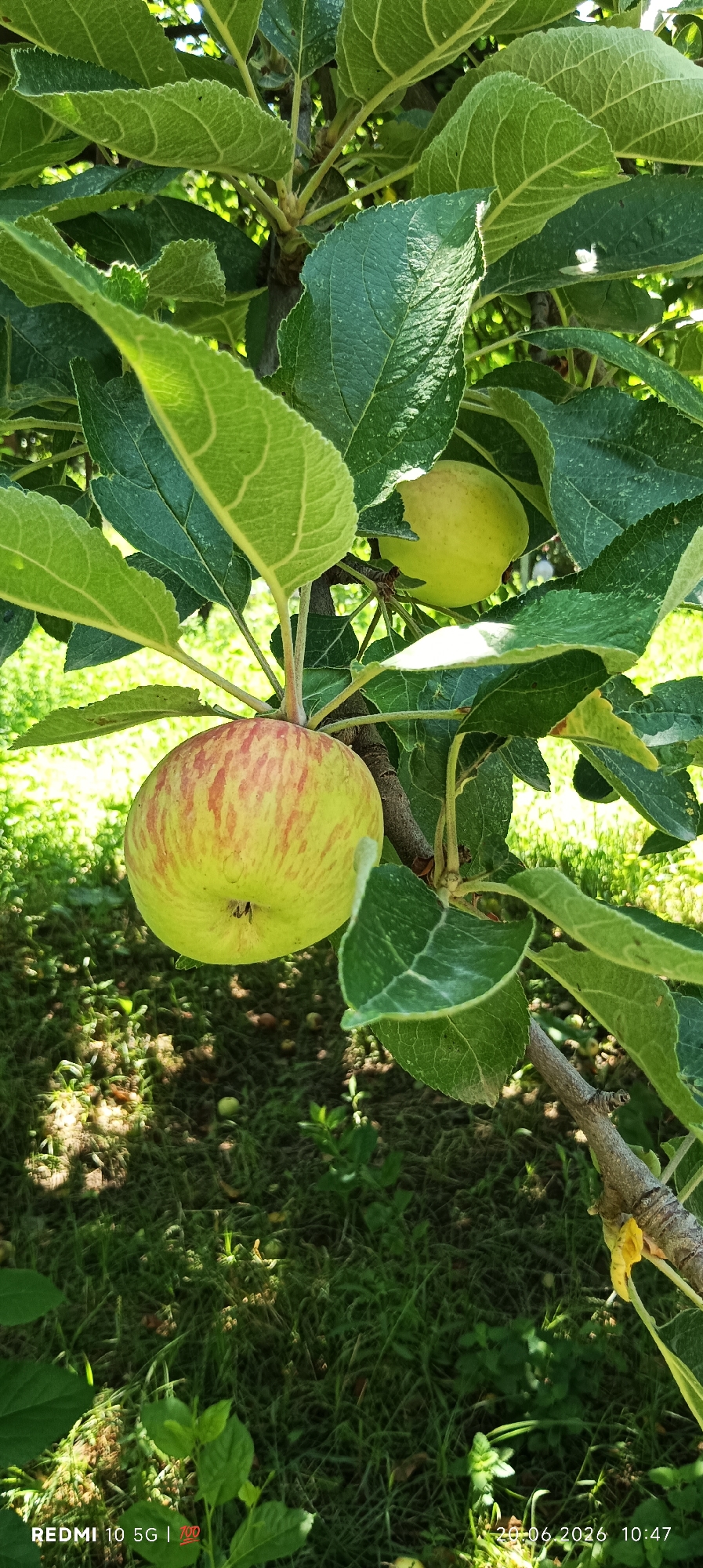 In a close-up shot taken in the city of Zaamin, Uzbekistan, an apple tree branch laden with fruit is captured. A partially ripe apple, exhibiting red streaks against a green background, hangs prominently in the foreground, slightly off-center to the left. Behind it, another lighter green apple is partially obscured by leaves. Lush green foliage surrounds the apples, with sunlight dappling through the leaves and illuminating the scene. The background consists of a soft-focus view of green grass, suggesting an outdoor setting, possibly an orchard or garden. The lower right corner of the image displays a timestamp reading "20-06-2026 10:47", indicating the date and time the photograph was taken.