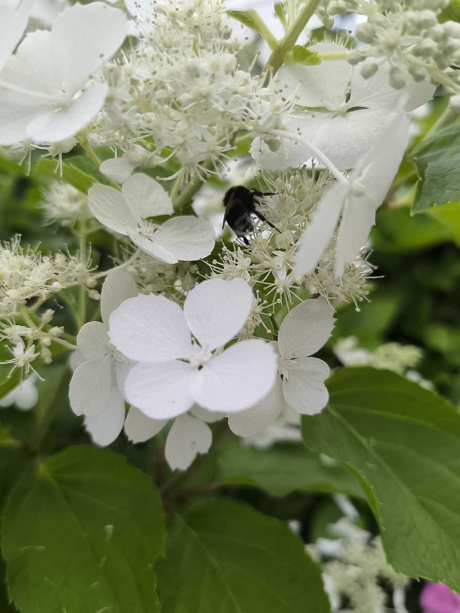 A bumblebee is seen on white flowers with green foliage in the background. The scene is a close-up shot, possibly in a garden in Kretinga, Lithuania, capturing the natural beauty of the environment.