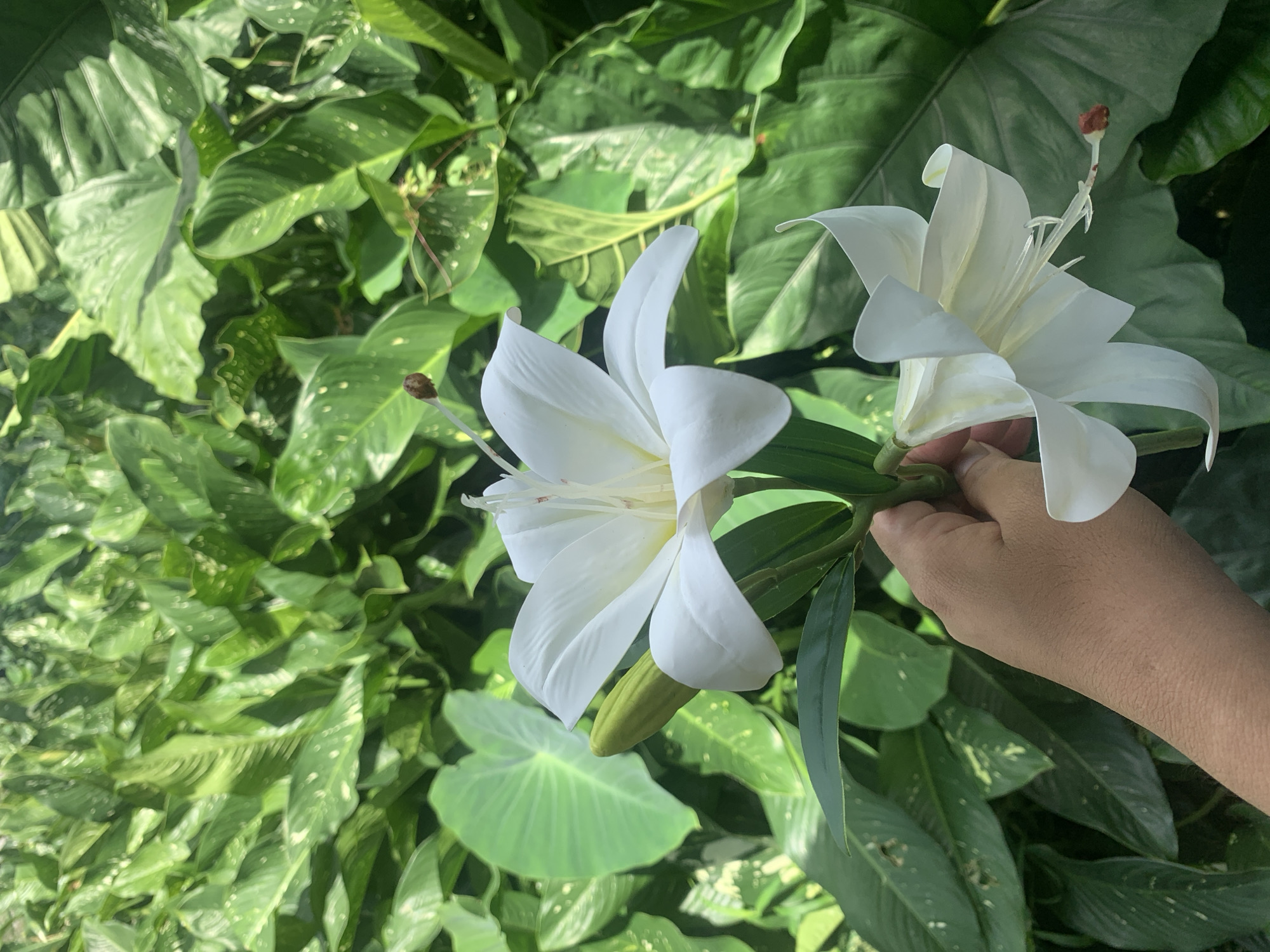 An unidentifiable person's hand holds two white lilies in front of a dense background of large green leaves. The lilies are in focus, with the left lily being larger and more prominent, displaying its white petals, stamen, and pistil. The right lily is slightly out of focus and partially obscured. The background consists of lush foliage, with variations in leaf shape and texture, some leaves having white speckles. The lighting suggests an outdoor environment with dappled sunlight. The scene does not depict any specific identifiable landmarks in Kuala Pembuang, Indonesia, or any activities indicative of the city.