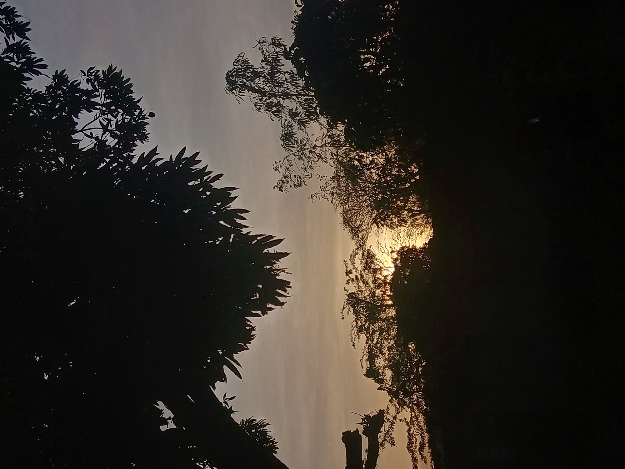 The image depicts a twilight scene in Altagracia, Venezuela. Silhouetted trees frame a muted, orange-tinged sky, obscuring the full extent of the landscape. The left side features dense foliage. The right side is predominantly dark, with faint traces of vegetation against a brighter horizon.