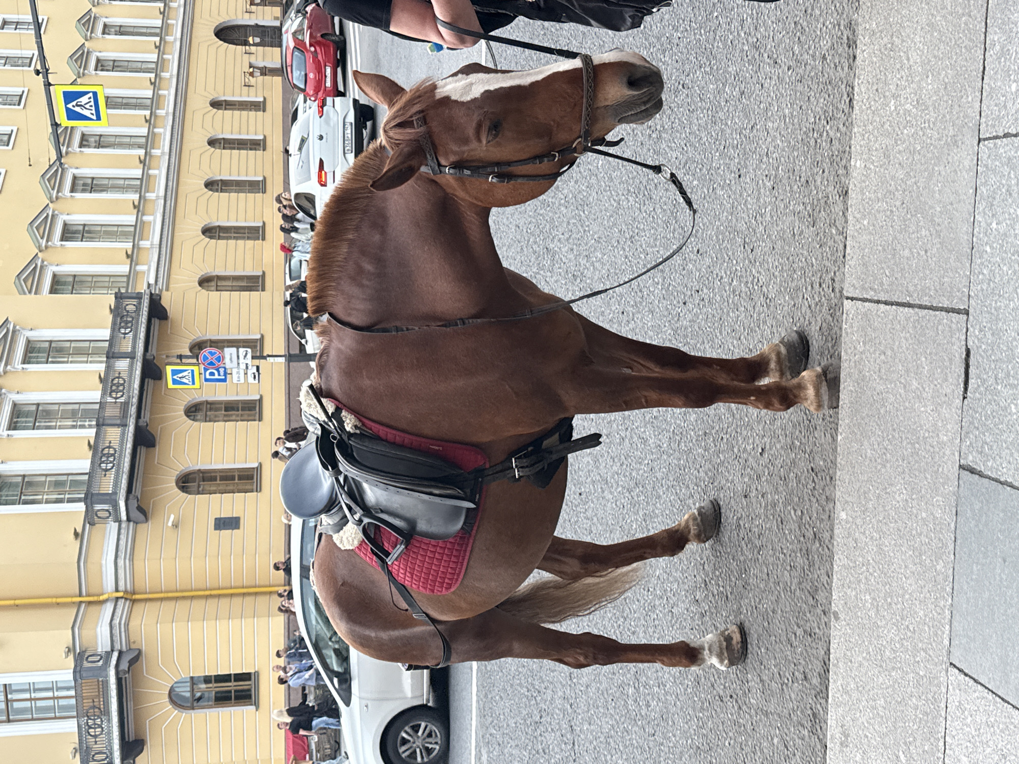 A brown horse stands on a paved street, facing right. It is equipped with a bridle and a saddle, padded with red and black material. The horse has a white blaze on its forehead. In the background, a yellow building with multiple windows and balconies lines the street. Several people are visible in the distance, some standing and others possibly inside vehicles. A white car is parked to the left of the horse, and a red car is further back. Traffic signs are also present. The scene appears to be set in a city, possibly Saint Petersburg, Russia, given the architectural style of the building. The lighting suggests it is daytime, and the weather seems fair. The horse is calmly standing, and there are no immediate indications of distress or unusual activity. The overall impression is of an urban setting where horse-drawn carriage rides or similar activities might be offered.