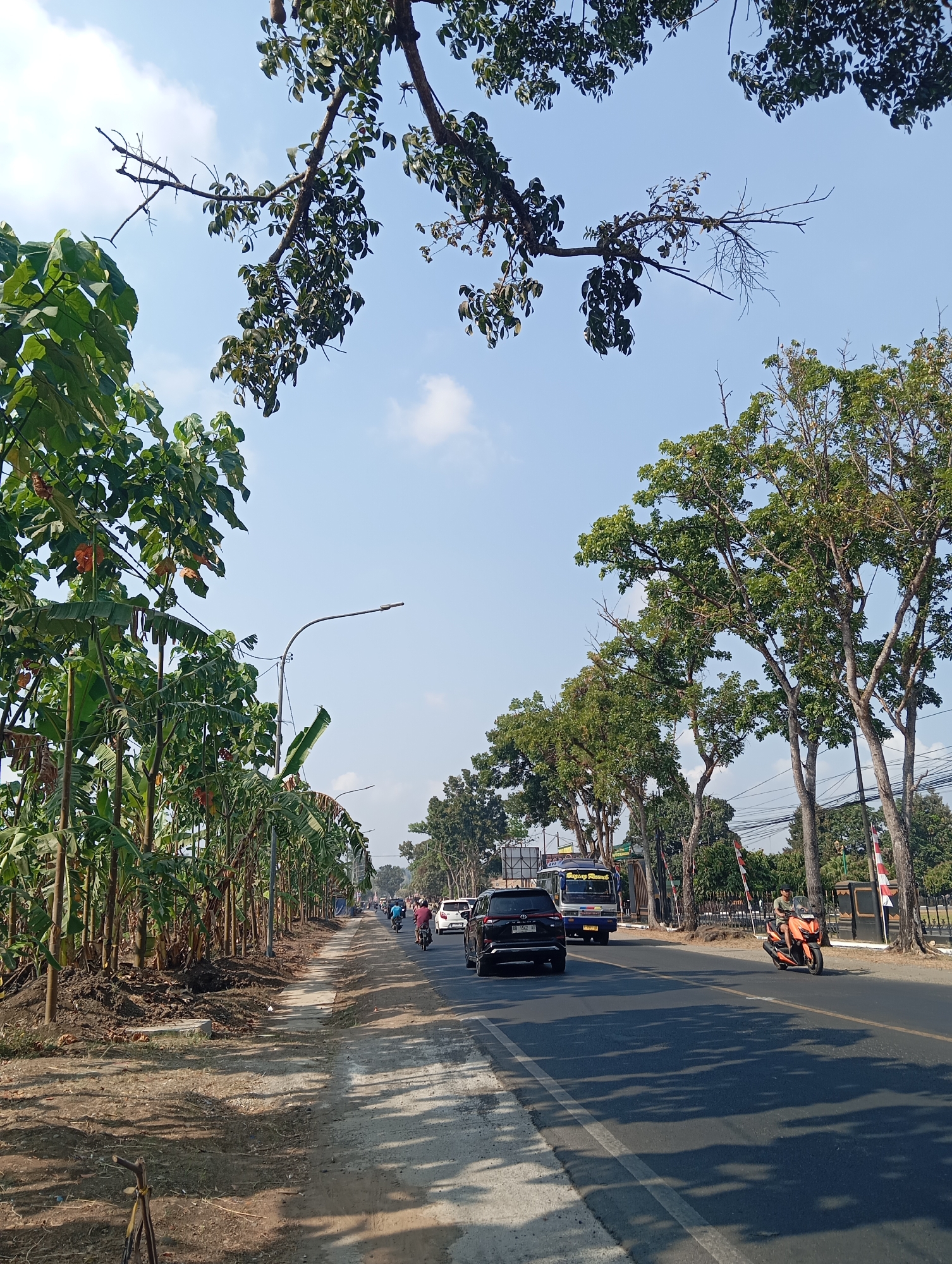 This is a scene of a road in Sokaraja, Indonesia, with traffic and vegetation. The road is asphalt and appears to be a two-lane highway with a shoulder. On the left side of the road, there are many banana trees and some other leafy plants, with a dirt path running alongside them. On the right side of the road, there are several large trees with green foliage, and further in the background, there are more trees and some buildings. Vehicles are visible on the road, including a black SUV, a blue and yellow bus, and several motorcycles. One person is riding an orange scooter. The sky is clear and blue, with some scattered white clouds. The lighting suggests it is daytime, likely late morning or early afternoon, with shadows cast by the trees.