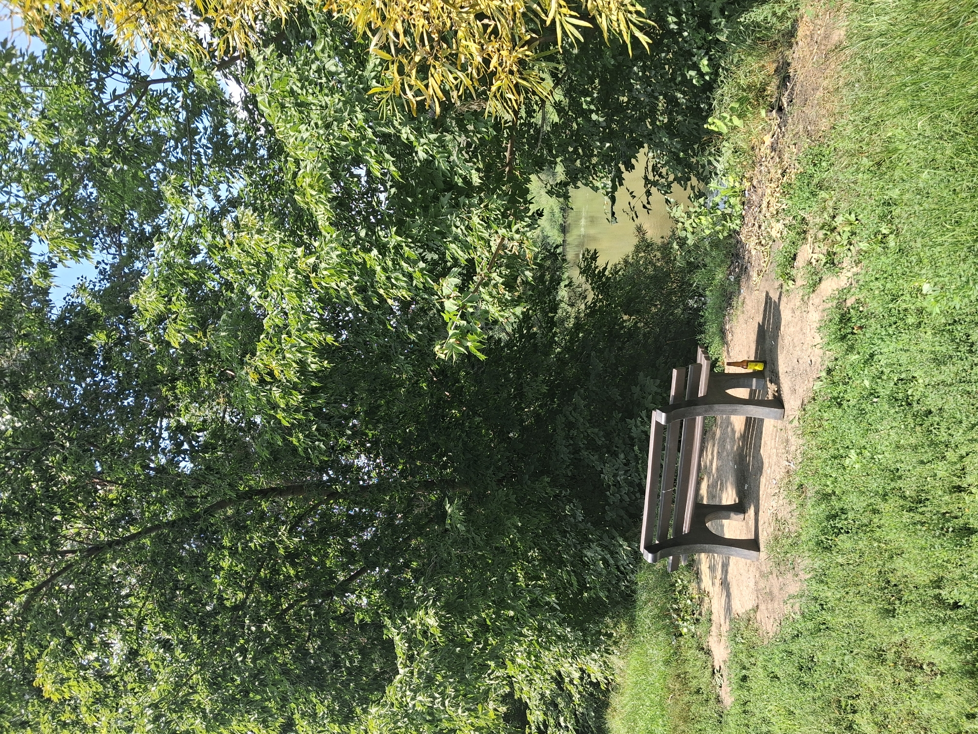 The image depicts a serene park scene. In the foreground, a dark brown park bench is positioned on a patch of dirt surrounded by lush green grass. Two yellow bottles, possibly beer bottles, are visible on the ground near the bench. Behind the bench, a large tree with dense green foliage dominates the scene, its branches extending upwards and outwards. To the right of the tree, another tree with lighter, yellowish-green leaves is visible. In the background, a body of water, likely a river or lake, can be seen, with trees and vegetation lining its banks. The sky is a clear blue, with a few wispy clouds. The overall impression is one of a peaceful, natural setting within a park. However, there is no information in the image to suggest its location in Novosibirsk, Russia.