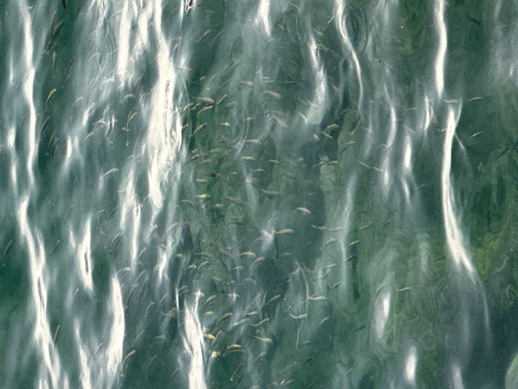 The image shows a close-up, overhead view of a school of small fish swimming in clear, greenish water. The surface of the water is rippled, creating streaks of bright white light that obscure some of the fish. The fish are elongated and appear to be of similar size, suggesting they are a school of a single species. The environment appears to be a natural body of water, likely the Adriatic Sea, given the context of Budva, Montenegro. No man-made structures or people are visible in the frame. The scene captures a moment of marine life in its natural habitat.