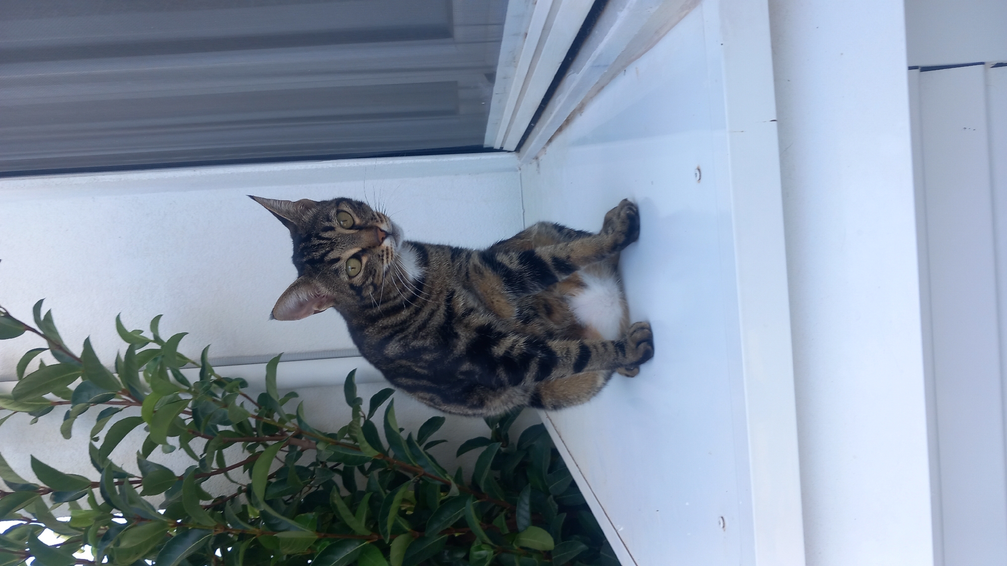 A brown and black tabby cat is sitting on a white ledge, facing to the right and looking slightly away from the camera. The cat has green eyes and a white patch of fur on its chest. Behind the cat, to the left, is a green leafy plant. To the right, there is a window with sheer curtains. The ledge appears to be part of an outdoor structure, possibly a windowsill or balcony. The overall environment suggests a residential area. The location is specified as Άγιος Νεκτάριος, Greece.