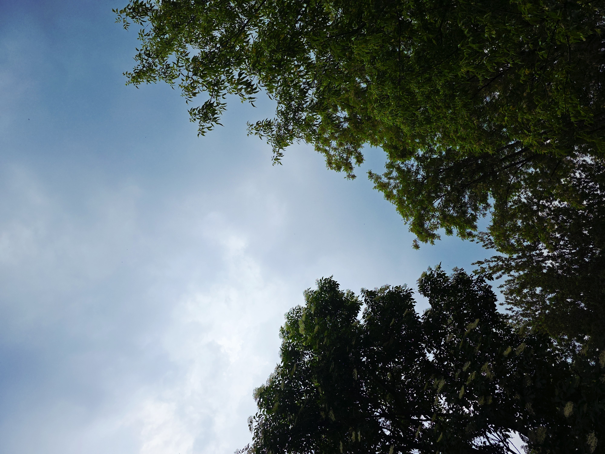 The image shows a view looking up at the sky through trees. The sky is light blue with scattered white clouds. Green tree foliage is visible in the upper right and top center of the frame. Darker foliage is located in the bottom left and bottom right areas. Location is not specified.