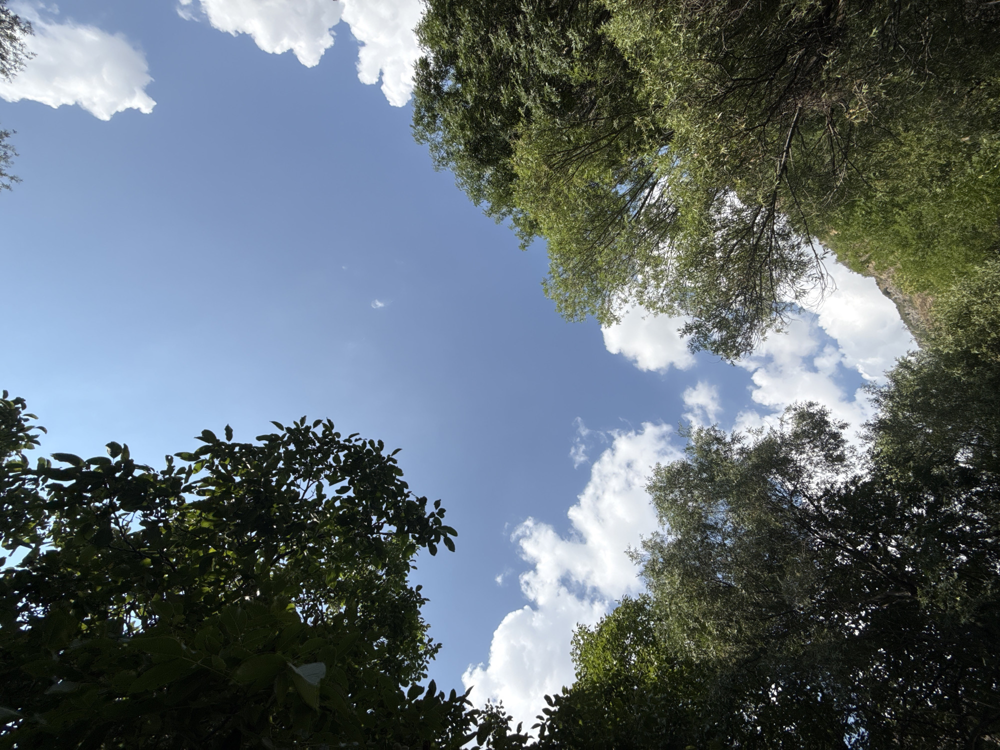 The image depicts a low-angle view looking up at a clear blue sky dotted with fluffy white clouds. Lush green trees frame the sky from the top left, bottom left, and bottom right corners. The foliage of the trees is dense and appears healthy, suggesting a natural or park-like setting. The light filtering through the leaves indicates it is daytime, likely a sunny afternoon. The overall impression is one of natural beauty and tranquility. Without further information or context, it is not possible to definitively determine the specific location within Goght, Armenia.