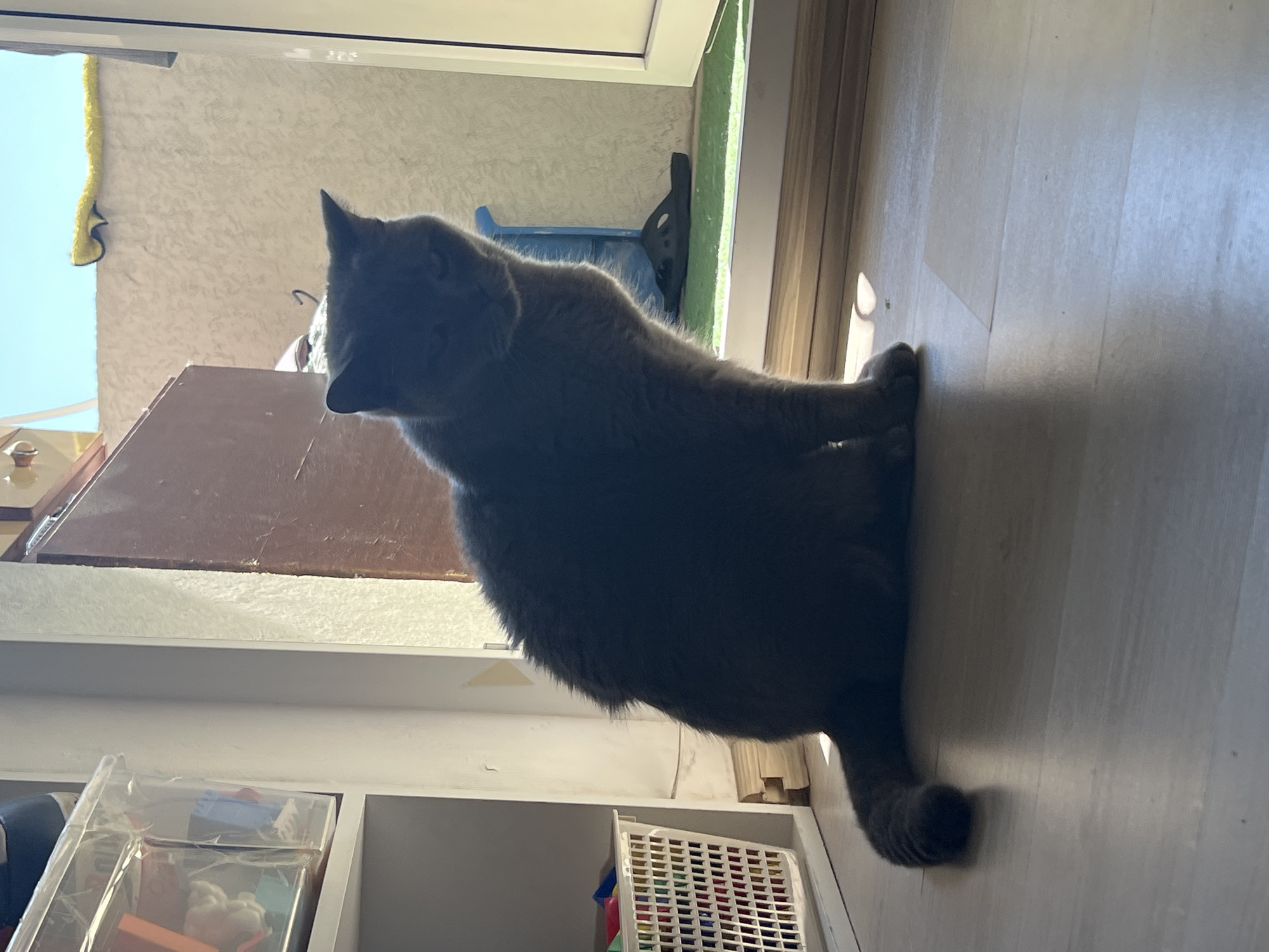 The image displays a dark gray short-haired cat seated indoors on a light wood-look laminate floor in what appears to be a residence in Sochi, Russia. The cat is positioned in the center-right of the frame, facing slightly to its right, with its body mostly in silhouette due to strong backlighting from an open doorway or balcony beyond. Its ears are perked, and its facial features are indistinct but suggest a slight downward gaze.
To the left of the cat, a white modular shelving unit is visible. The upper shelf holds a clear plastic storage container filled with various items, including a blue object. Below this, a white plastic basket with a grid pattern is filled with colorful objects, primarily red, blue, and yellow.
Beyond the open doorway, an exterior scene is visible under a clear, bright blue sky. A textured, light-colored wall with a stucco-like finish forms the backdrop. On top of this wall, a crumpled yellow towel or mat is draped. At ground level, immediately outside the doorway, a strip of green artificial turf is present. A dark blue upright object, possibly a broom or mop handle, leans against the exterior wall to the right of the cat, with a black sandal or slipper lying on the artificial turf near its base. The bright outdoor light creates a pronounced shadow of the cat and other objects on the indoor floor.