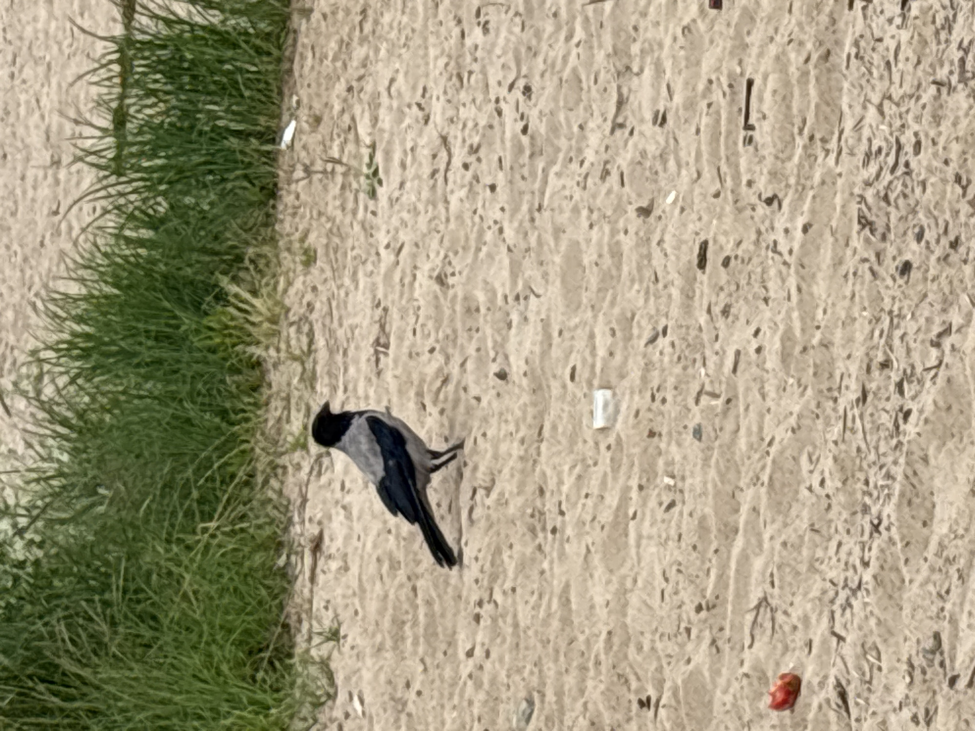 A hooded crow is standing on a sandy surface. The crow is predominantly grey with black wings and a black head. In the background, there is a dense growth of green grass. The sandy ground is uneven and appears to have small pebbles and debris scattered across it, including a small red object on the left side of the image. The lighting suggests an outdoor environment, possibly during the day. The location is the Neva River bank in Nevskaya Dubrovka, Russia.