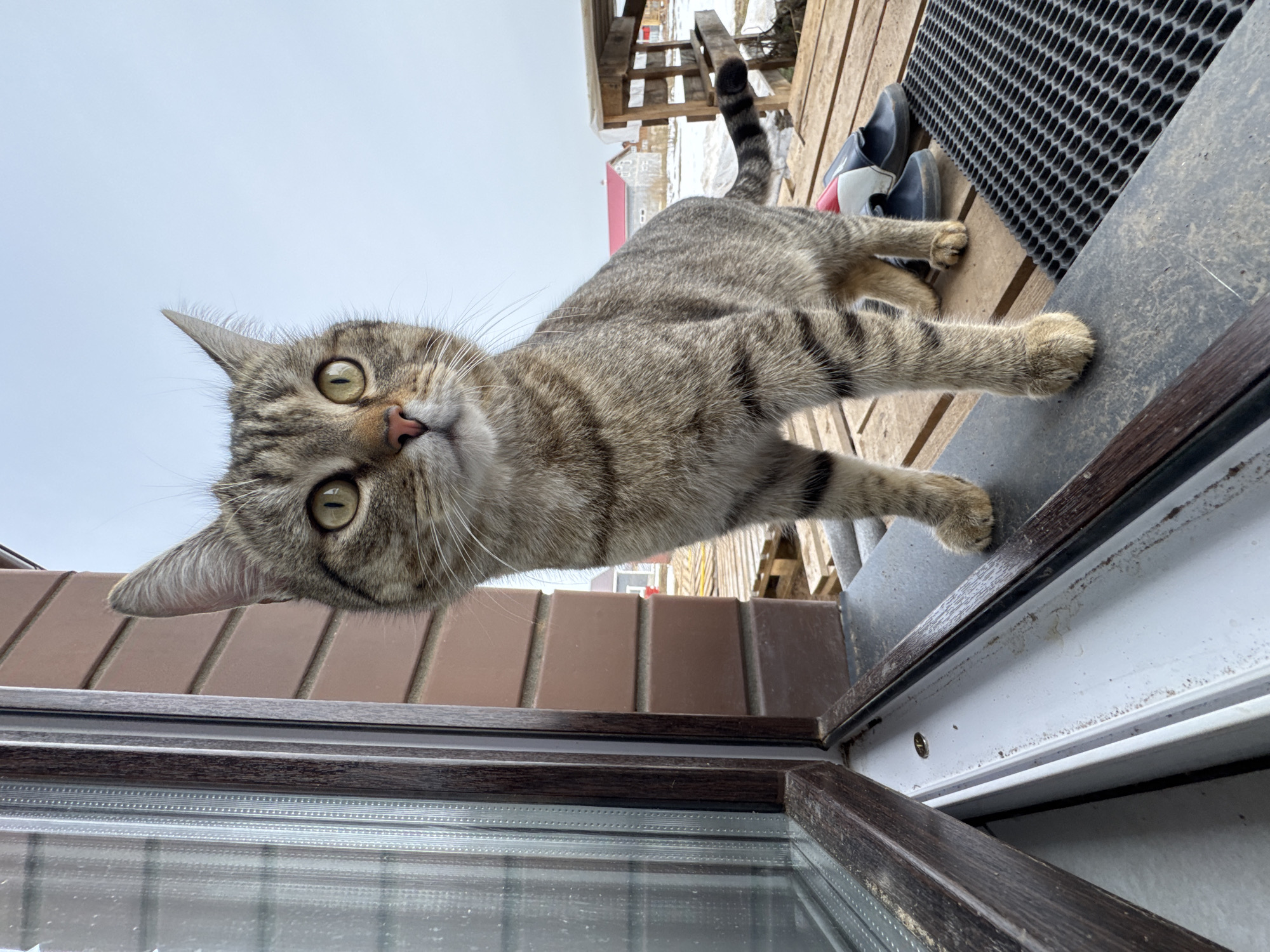 A tabby cat is standing on a ledge outside of a window. The cat is looking down towards the camera. Outside the window, there is a wooden deck and some shoes. The location is Горный, Russia.