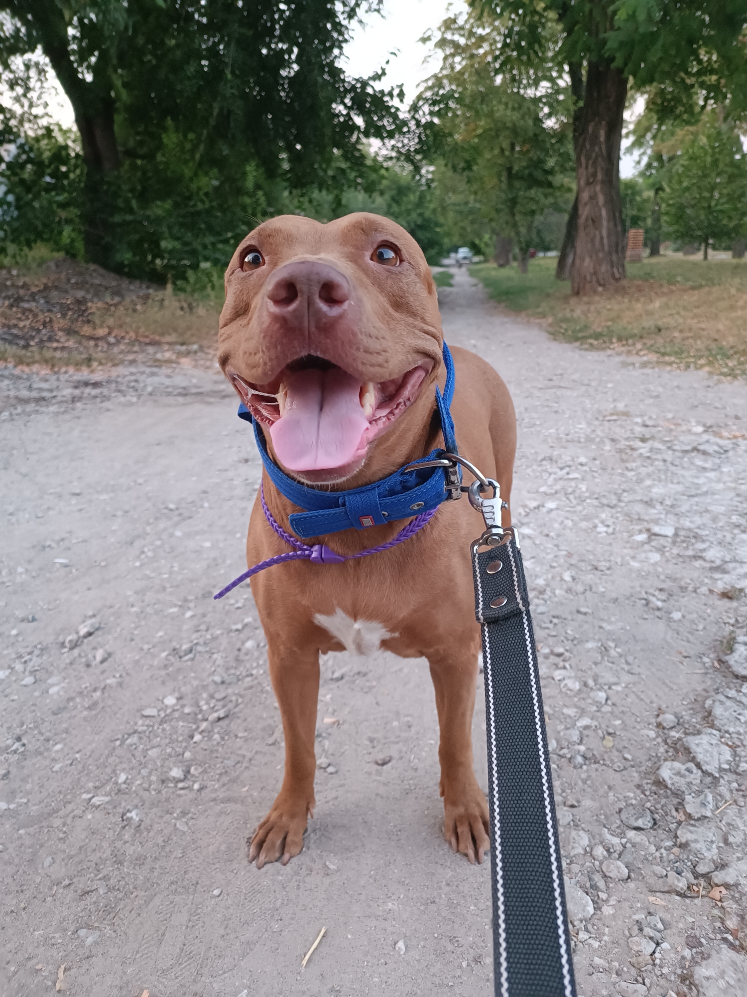 A brown pit bull terrier wearing a blue collar with a purple braided accent leash attached stands on a gravel path in a park. The dog's mouth is open, and its tongue is visible. The background consists of trees and a pathway, suggesting an outdoor, possibly urban park setting.