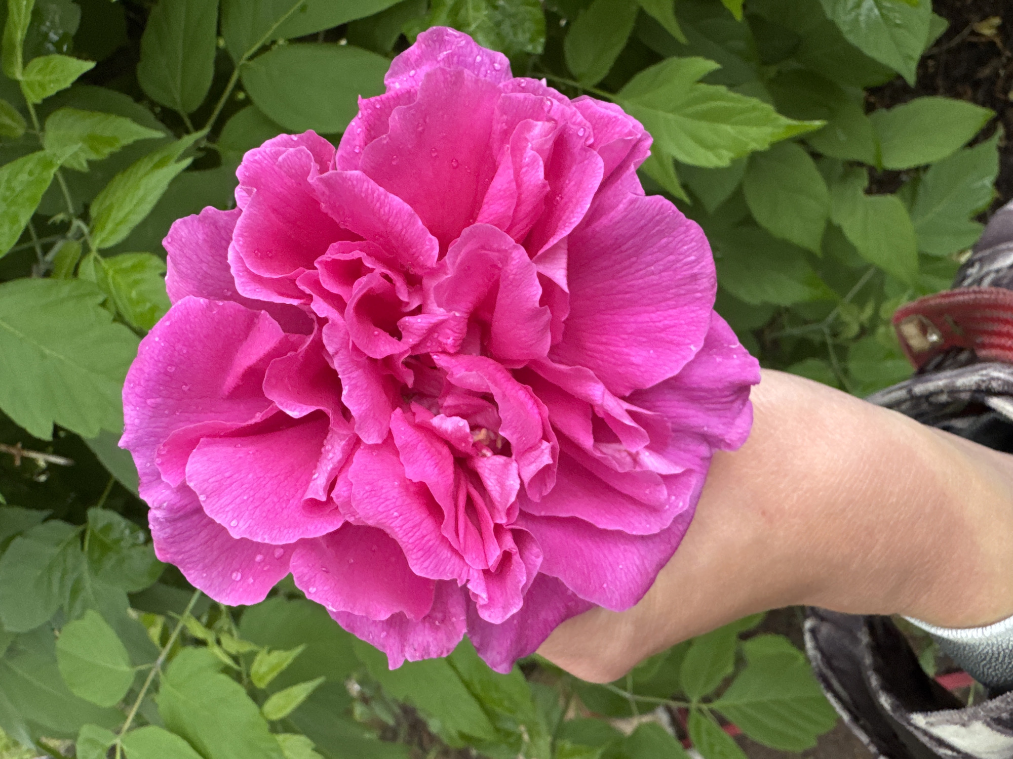 A close-up, top-down shot shows a bright pink, densely petaled flower, possibly a rose or peony, being held in a person's hand. The flower is wet with droplets, suggesting rain or dew. The hand, with fair skin, has a blurred sleeve of patterned fabric visible at the wrist. Behind the flower and hand is dense green foliage with wet, glossy leaves. This image was taken in the city of Chaikovsky, Russia.
