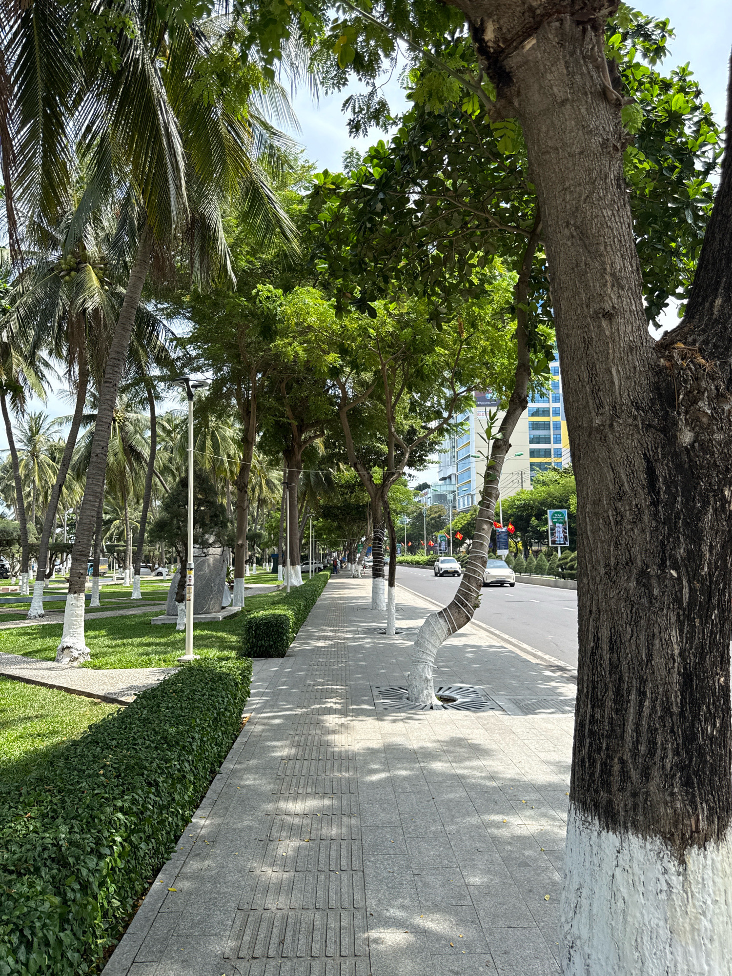 The image depicts a street scene in Nha Trang, Vietnam, characterized by a sidewalk lined with trees and lush green vegetation. In the foreground, a large tree trunk painted with white at its base stands prominently. The sidewalk is paved with textured gray tiles, indicating accessibility features for visually impaired individuals. Adjacent to the sidewalk, a meticulously trimmed green hedge runs along a grassy area. A modern lamppost is positioned near the hedge, and further back, a large stone monument is visible.
The background reveals a street with a few cars driving on it. Palm trees line the left side of the street, interspersed with other leafy trees. In the distance, modern buildings with glass facades can be seen, along with some Vietnamese flags. The sky is bright and appears to be daytime. Several individuals are present further down the sidewalk, walking and engaged in daily activities. The overall scene suggests a well-maintained urban environment with a strong presence of greenery.