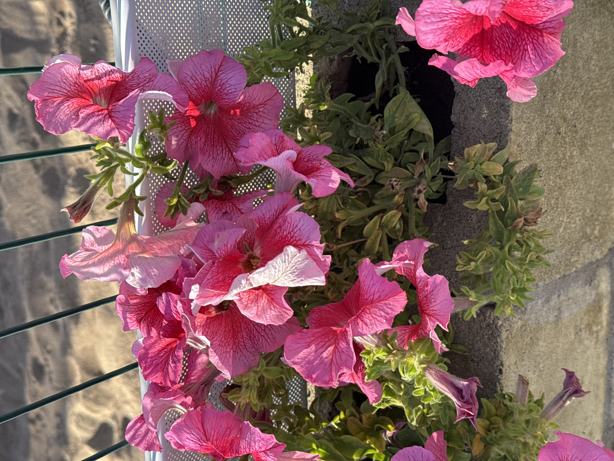 The image displays a close-up view of pink petunia flowers in a planter box. The planter box appears to be made of concrete and contains dark soil. Behind the flowers, a light-colored, perforated fence or screen is visible, and further in the background, sandy ground with shadows cast by vertical poles can be observed. The lighting suggests it is daytime, with sunlight illuminating the flowers and creating shadows. The scene is outdoors and does not contain any people or discernible activity. The location is identified as Sary-Oy, Kyrgyzstan.