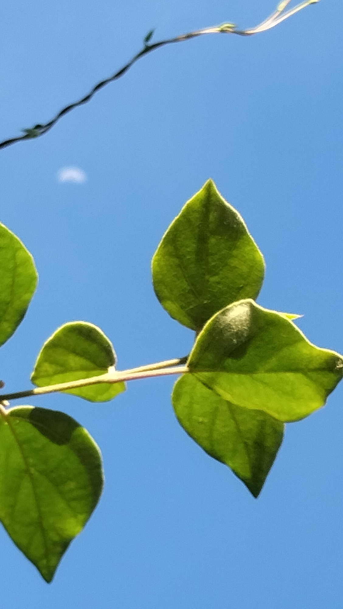 The image shows a close-up of vibrant green leaves against a clear blue sky. A thin, dark, winding vine or stem extends from the top left corner, with a few tiny sprouts visible. The leaves are heart-shaped and have visible veins, some catching the sunlight and appearing brighter. One of the leaves in the center has a fuzzy highlight. There is a faint, crescent-shaped white blur in the upper left quadrant of the sky, possibly a cloud or lens flare. No people or buildings are visible, and the scene appears to be outdoors. The image's location in Lhokseumawe, Indonesia, is not discernible from the visual content alone.