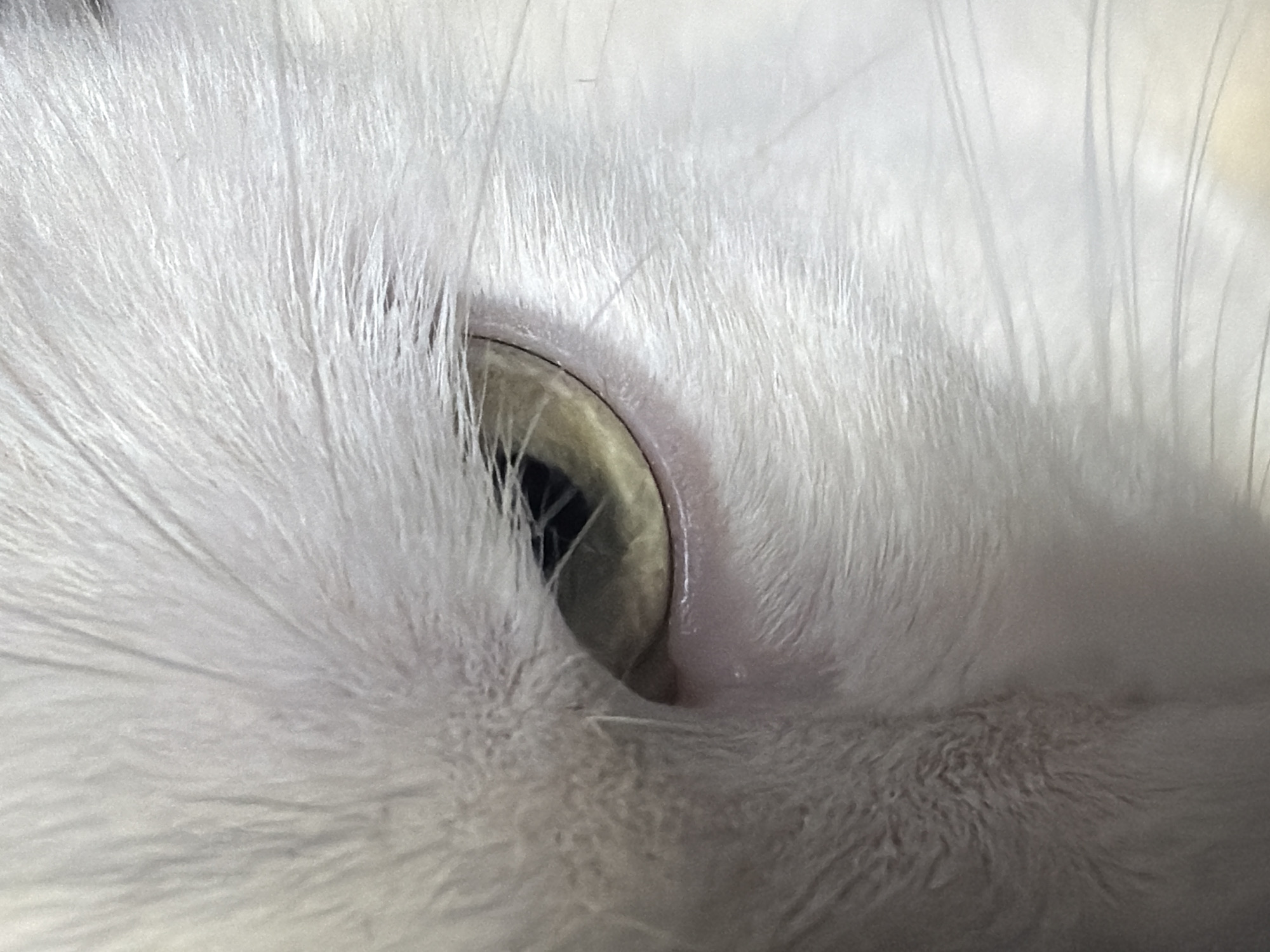 The image shows a close-up of a white cat's eye. The iris is a light olive green color with a black pupil. The surrounding fur is white and fluffy. The scene provides no information regarding Staraya, Russia.