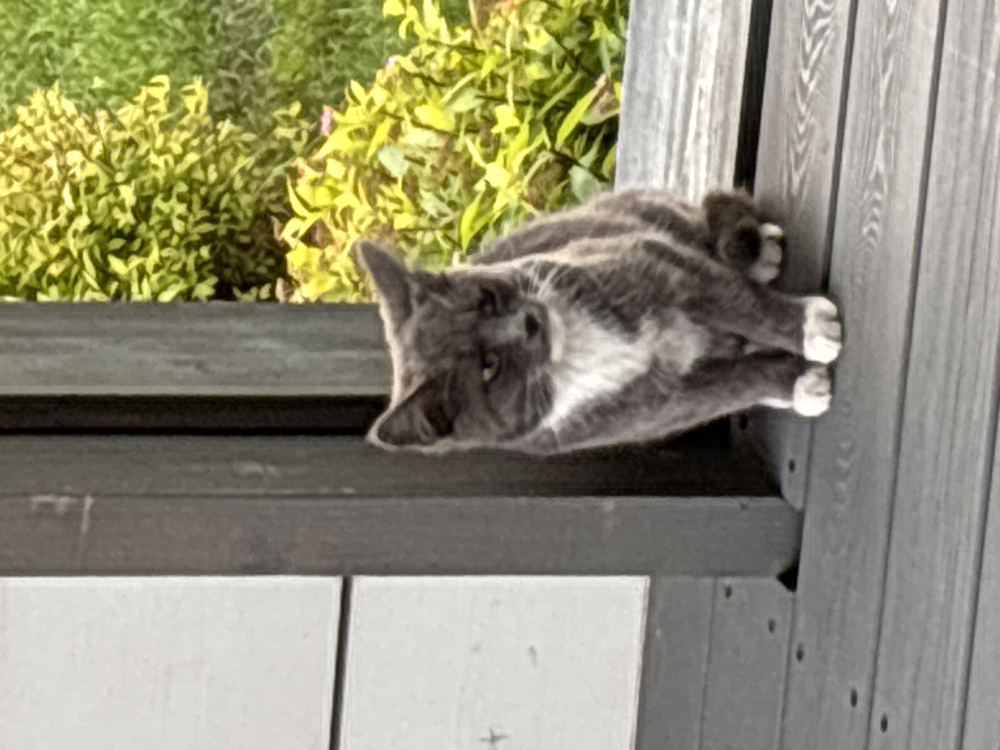 A medium shot captures a grey and white cat sitting on a wooden deck. The cat is facing to the right of the frame, with its head turned slightly towards the viewer. Its fur is a mixture of grey tabby markings and white patches on its chest and paws. The cat's eyes are visible, with a slightly downcast gaze.
Behind the cat, out of focus, is lush green foliage and a wooden structure. The wooden deck is composed of horizontal planks with visible grain and some scattered dark spots, possibly nails or knots. The background foliage is vibrant green and yellow, suggesting a sunny outdoor environment.
The overall scene is a still photograph taken outdoors, with the cat as the central subject. There is no indication of the city of Zvenigorod, Russia within the image itself.