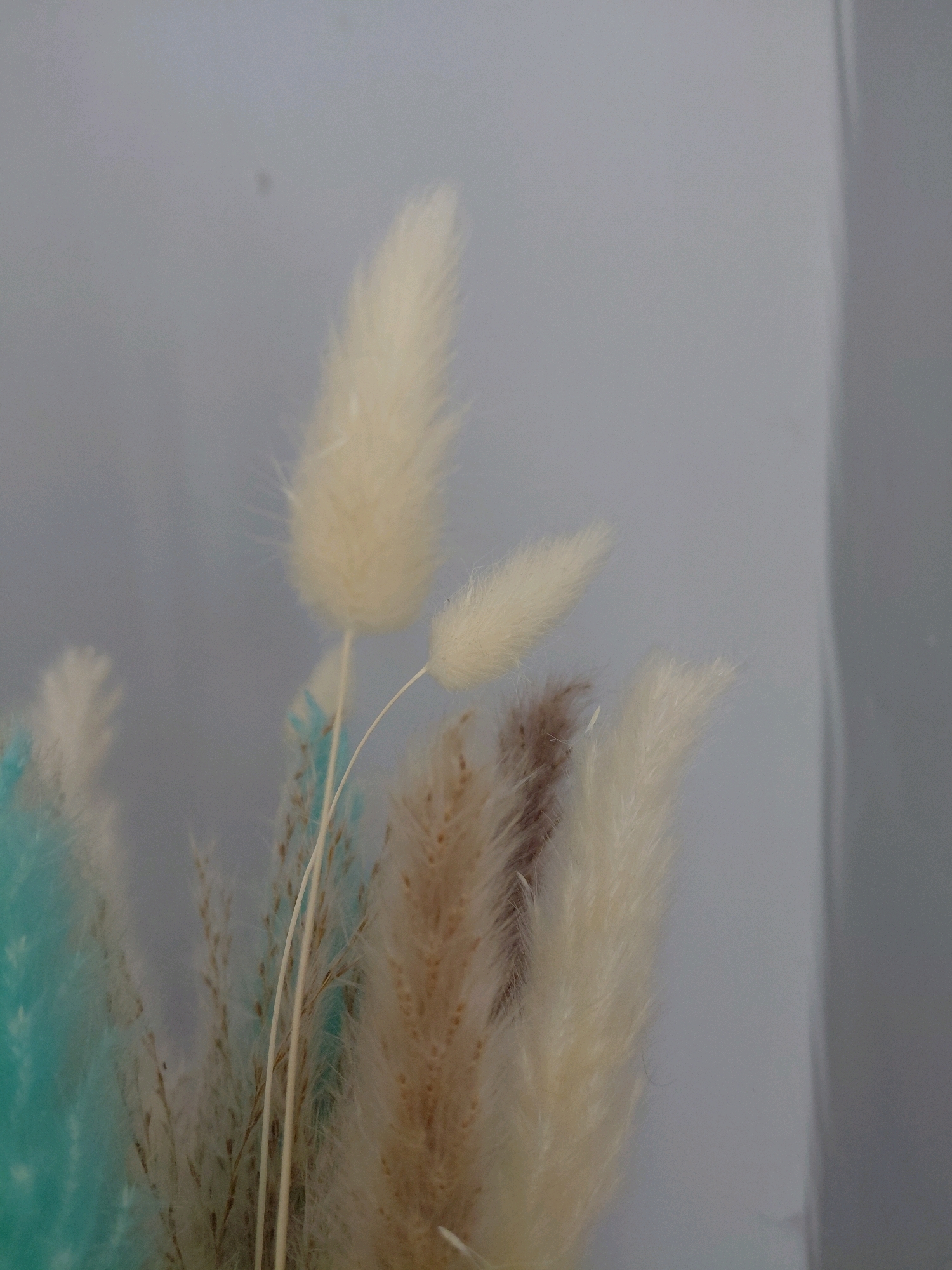 The image displays a close-up view of dried flowers, likely bunny tails, in various shades of cream and light brown, with a hint of teal on the left. The arrangement is set against a soft, grey background that appears to be a wall or a backdrop, creating a diffused and gentle lighting effect. The focus is sharp on the feathery textures of the dried grasses, highlighting their delicate structure. The overall impression is one of natural beauty and understated elegance. There are no people or visible actions in the scene. The location in Malinovka, Russia, is not discernible from the visual information provided in the image.