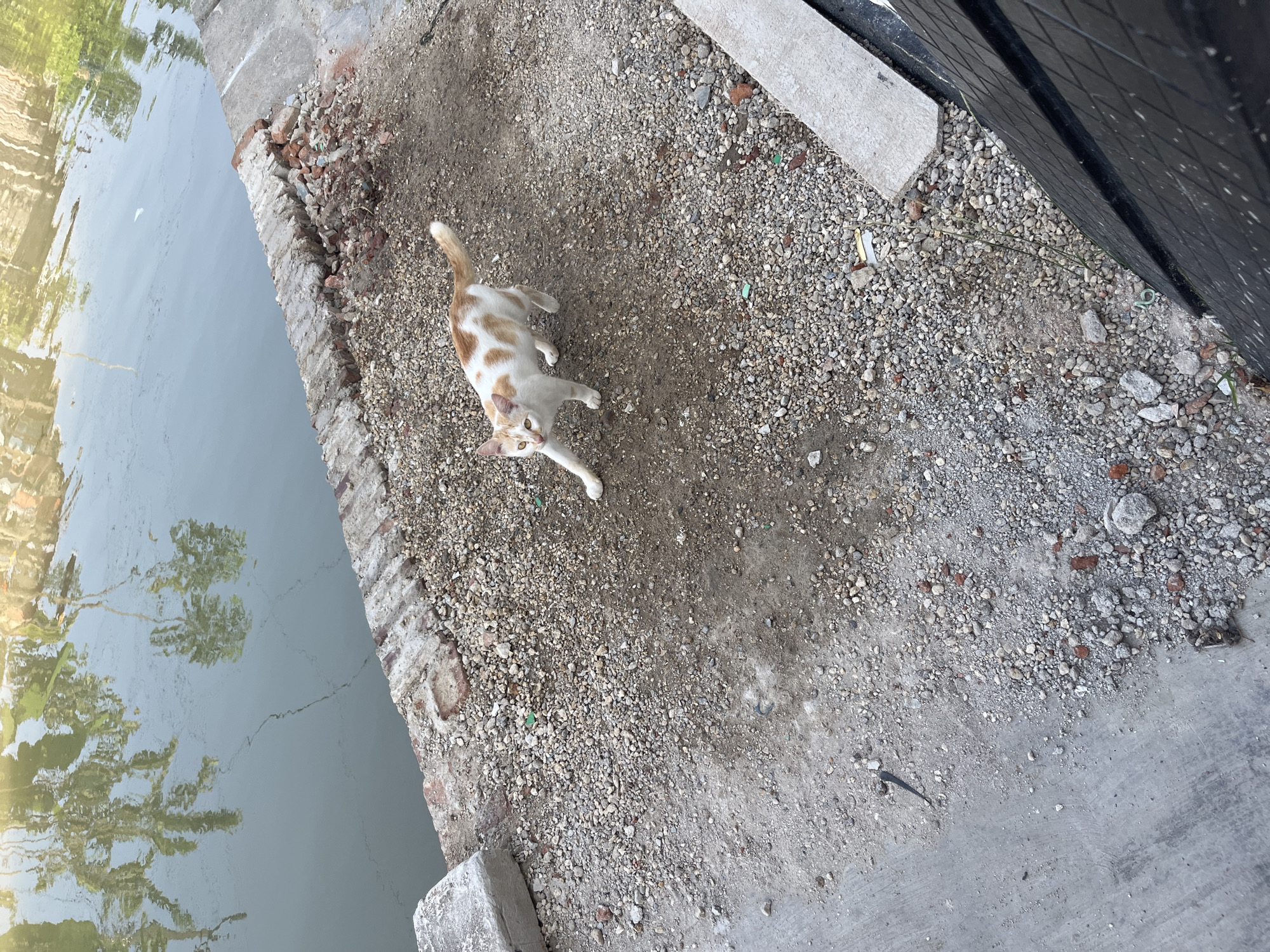 A ginger and white cat stands on a gravelly, dirt path next to a body of water. The cat is facing the camera with its left paw extended forward. The water is calm and reflects trees. The path has some loose bricks and debris. In the background, a dark, gridded surface is visible. The scene appears to be outdoors in an urban or semi-urban environment. The presence of a body of water and the style of construction suggest a location in Laban, Indonesia.