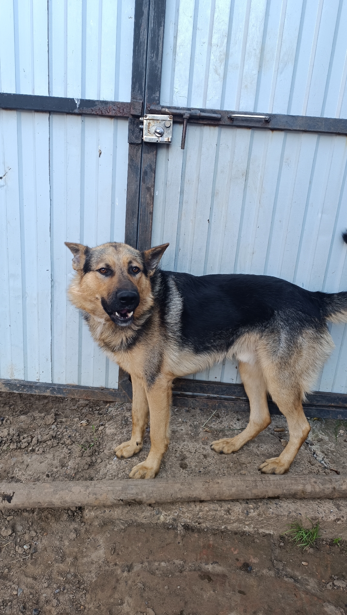 A German Shepherd dog stands in front of a metal fence. The dog is medium-sized with tan and black fur. It is looking to its left with its mouth slightly open, showing its teeth. The fence is light blue with vertical ridges and a dark metal frame. A rusty latch is attached to the fence. The ground is dirt and gravel. The setting appears to be outdoors, possibly a yard or an alleyway, and the absence of any identifiable landmarks or specific urban features makes it impossible to determine the location within the city of Karsha, Russia.