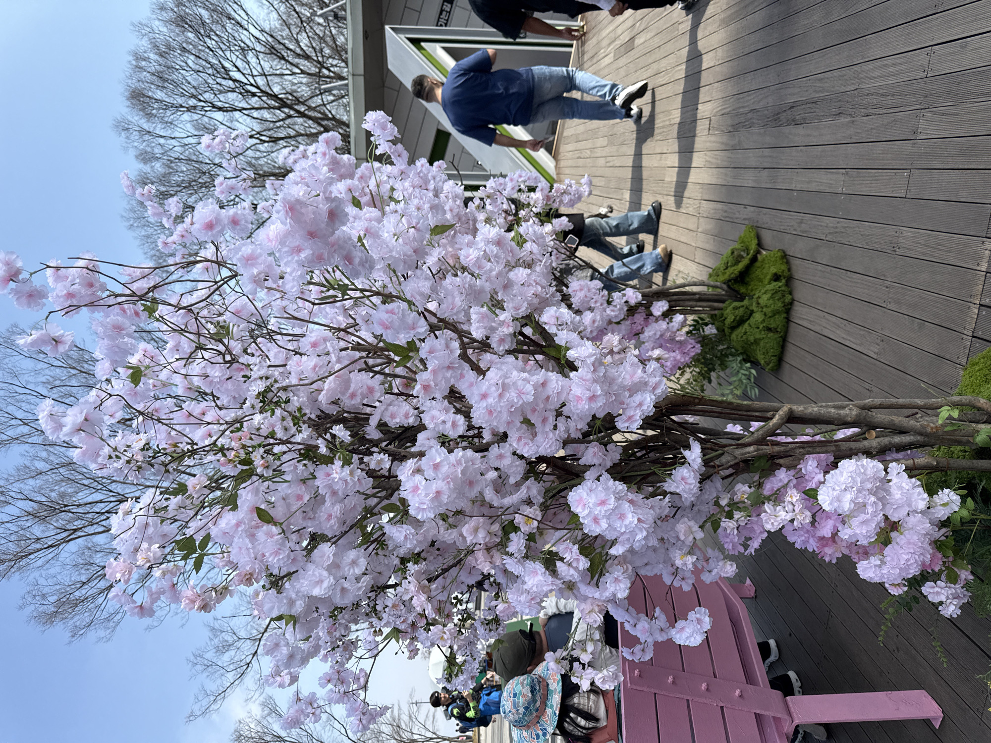The image depicts an outdoor public area, specifically Olympic Park in Seoul, South Korea, on a clear, bright day. The foreground and mid-ground are dominated by several artificial cherry blossom trees, densely covered with pale pink and white flowers. Their bases feature green moss, and their trunks are intertwined, resting on a dark brown wooden deck composed of parallel planks.
To the left, a pink wooden bench is partially visible, occupied by two individuals seated with their backs to the viewer. One wears a blue and white floral-patterned hat, and the other wears a green baseball cap. In the mid-ground right, a male individual in a dark blue t-shirt and blue jeans walks away from the camera on the wooden deck, towards a modern, angular white architectural structure with green accents. The Korean text "가는 길" (Ganeun Gil), meaning "way to go" or "direction," is visible on this structure. Additional pedestrians are partially observed walking on the deck in the background. The sky is clear blue, and beyond the artificial trees, several natural deciduous trees with bare branches are visible in the background, contrasting with the artificial blooms.