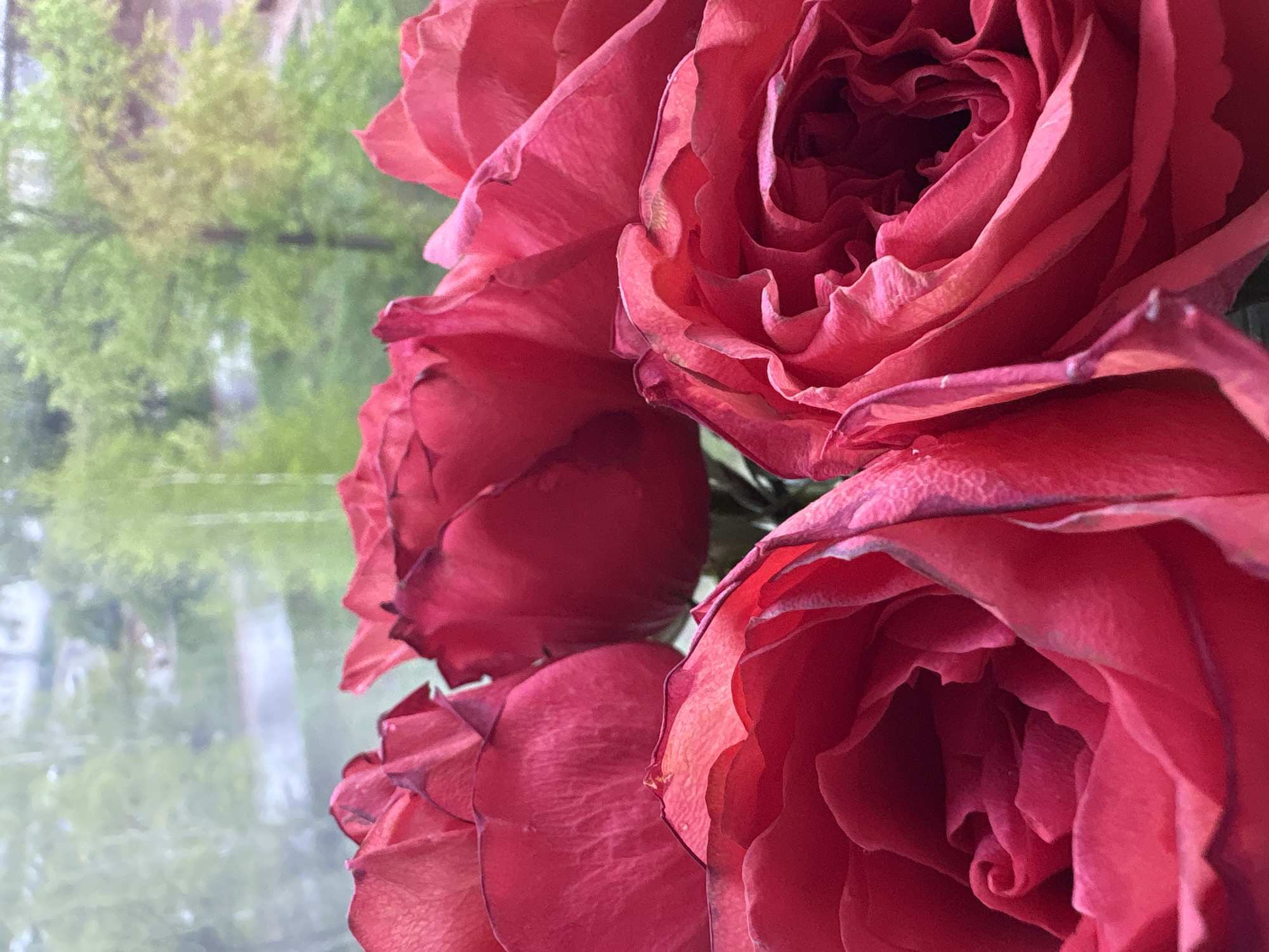 A close-up shot captures a cluster of deep red roses. The petals display intricate folds and textures. The background is blurry, and hints of green and white suggest a window view of trees or foliage outside. The location is claimed to be Chaikovsky, Russia, but this is not visually verifiable from the image. There are no people present. The focus is solely on the roses and their immediate surroundings.