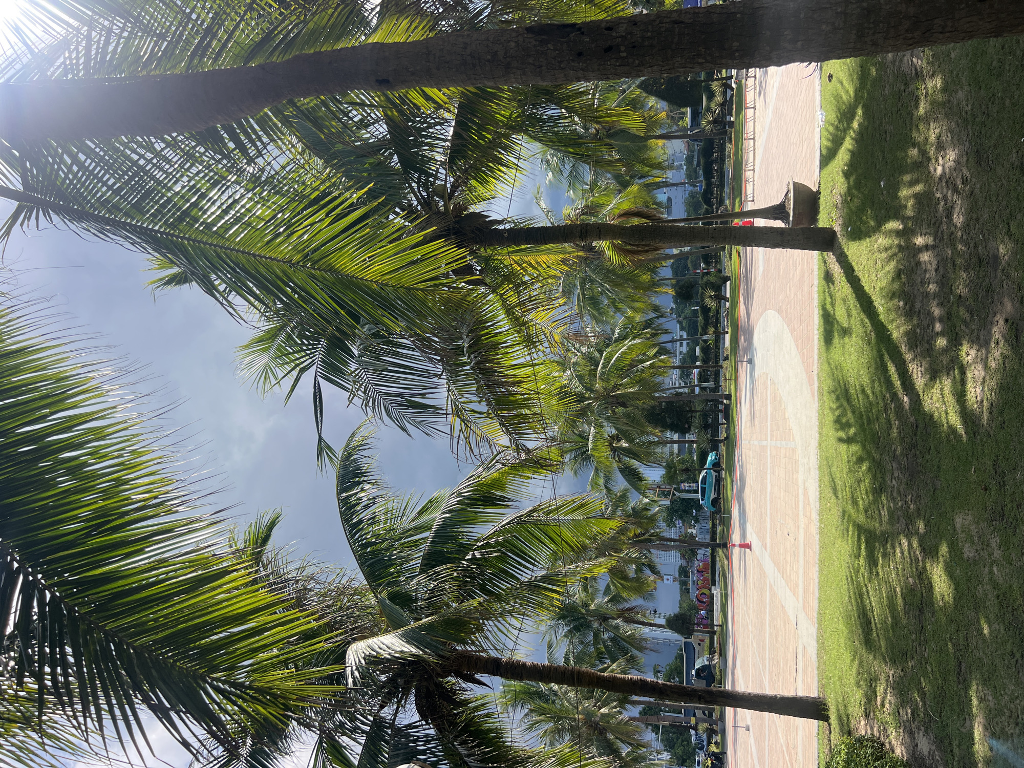 The image depicts a sunny day in an outdoor public space lined with numerous palm trees. In the foreground, a patch of bright green grass is visible, with distinct shadows cast by the palm fronds. Behind the grass, a paved area with a circular pattern of light-colored tiles and reddish-brown borders is observed. Further back, several vehicles, including a turquoise SUV and a bus, are present on a road. The background is filled with a dense collection of palm trees, beyond which are buildings and a hazy sky. A single orange traffic cone stands on the paved area, and a large potted plant is situated near one of the palm trees in the foreground.