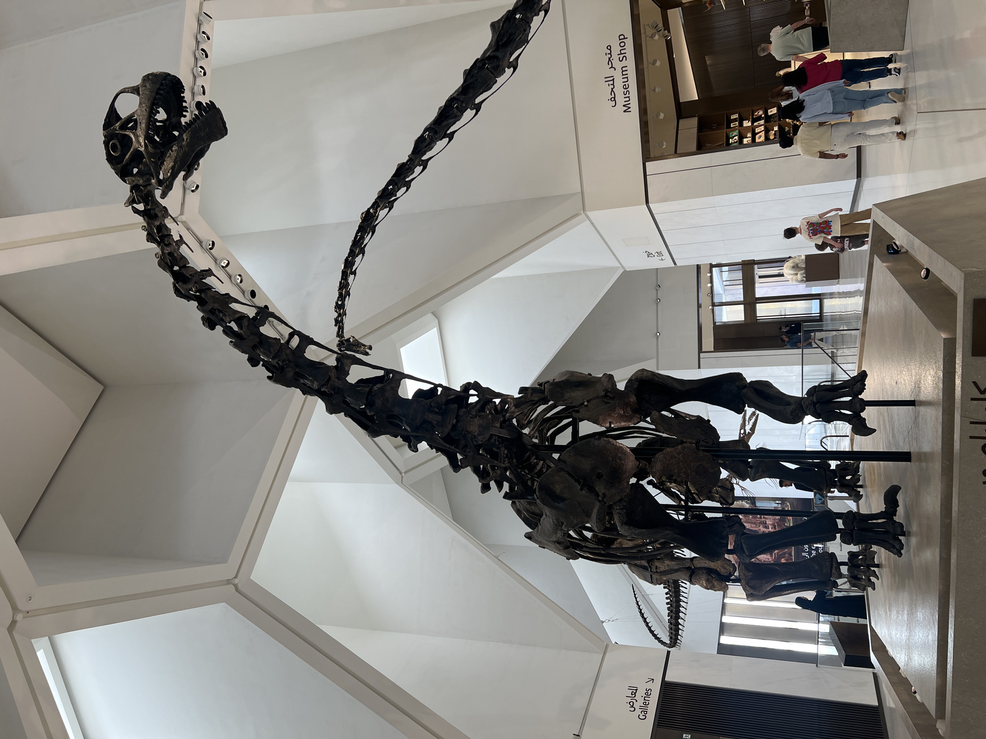 The image displays a large dinosaur skeleton prominently positioned in the center of a museum hall. The skeleton, likely a sauropod given its long neck and tail, is mounted on a platform. The museum architecture features high ceilings with geometric white panels and large windows, allowing natural light to filter in. Signs are visible in both Arabic and English, indicating directions to "Galleries" and a "Museum Shop." Several people are present in the scene, walking around and observing the exhibits. In the background, a museum shop is visible with shelves displaying various items. The overall environment suggests a modern, well-lit museum dedicated to natural history or paleontology. The location is identified as the Natural History Museum, Louvre Abu Dhabi, United Arab Emirates.