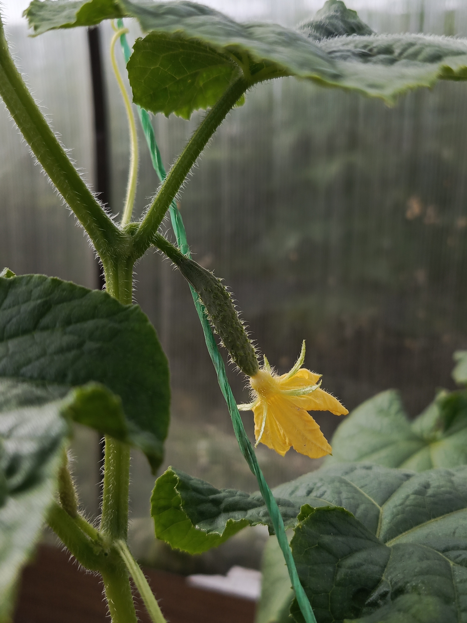 A close-up, eye-level shot captures a young cucumber plant growing in a greenhouse, likely within the city of Kauchuk Stantsiya, Russia. The plant's fuzzy green stem is prominently featured, supported by a vibrant green trellis. A small, nascent cucumber, covered in fine white hairs, dangles from the stem, juxtaposed with a bright yellow, five-petaled flower. The background is a blur of soft greens and browns, suggesting other foliage and the structure of the greenhouse. The lighting is diffused, hinting at an overcast day or indirect sunlight. No people are visible in the image.