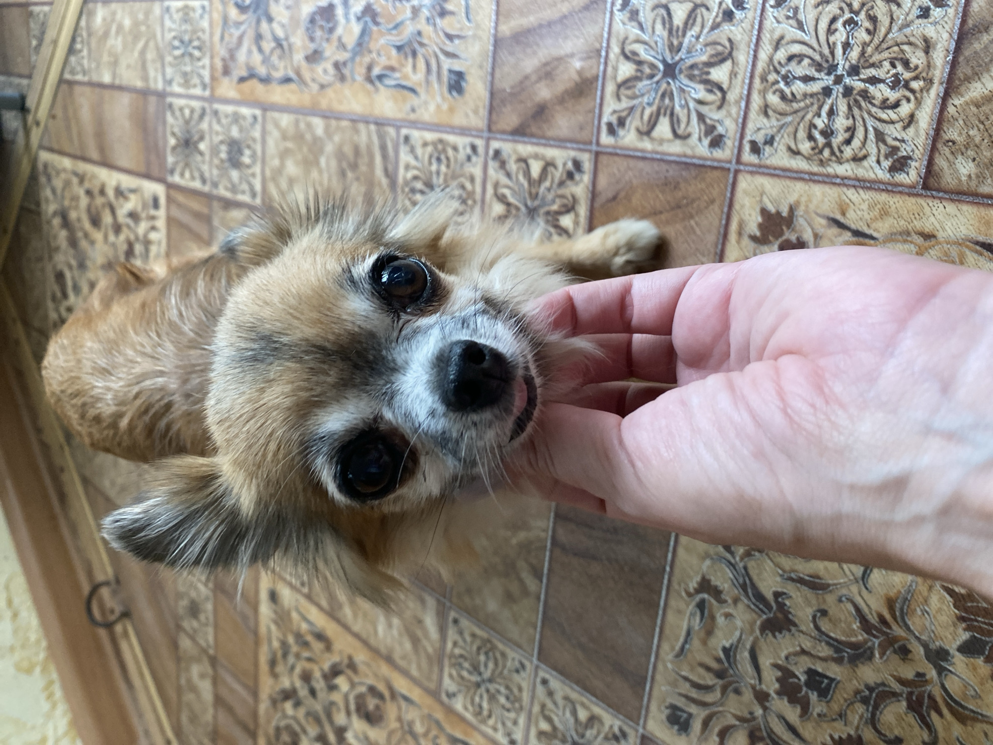 An overhead, eye-level shot shows a light brown Chihuahua dog, facing the camera, with its head being gently petted by a person's hand. The dog has large, dark eyes, pointed ears, and a small pink tongue sticking out slightly. The dog is positioned on a floor tiled with a pattern of brown and beige squares, some with ornate floral designs. The background includes a light-colored wall with a wooden baseboard. The image appears to be taken indoors, likely in a residential setting in the city of Maykop, Russia.