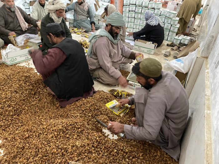The image depicts an indoor pine nut processing and packaging operation, likely located within a warehouse or processing facility in Kandahar, Afghanistan. Seven individuals are visible, predominantly men, dressed in traditional Afghan attire including shalwar kameez and various head coverings such as turbans and caps.
A large quantity of shelled pine nuts is spread directly across the light-colored floor, which serves as the primary workspace. In the immediate foreground-right, a man in a light grey shalwar kameez and a green skullcap is crouched, actively scooping pine nuts from the floor and placing them into small, clear plastic packages with yellow accents. To his left, another man in a maroon shirt and dark vest is also crouched amidst the pine nuts, facing away from the camera. In the mid-ground, a bearded man wearing a light shalwar kameez and a light green turban is engaged in filling similar small plastic packages, with a small digital scale positioned near him for weighing.
Further in the background, other individuals are seated or crouched, also involved in handling pine nuts and packaging. One man is observed using a larger digital scale. On the far right, partially obscured, a person in dark clothing and a patterned head covering is seated near a stack of cardboard boxes, appearing to place packaged items into them. The background is dominated by a substantial wall of stacked white and green cardboard boxes, many labeled "ACS" and "4 KG," indicating packaged pine nuts ready for shipment. Scattered around the periphery are additional packaging materials, empty boxes, and several pairs of sandals. The scene illustrates a manual assembly line operation for preparing pine nuts for distribution.