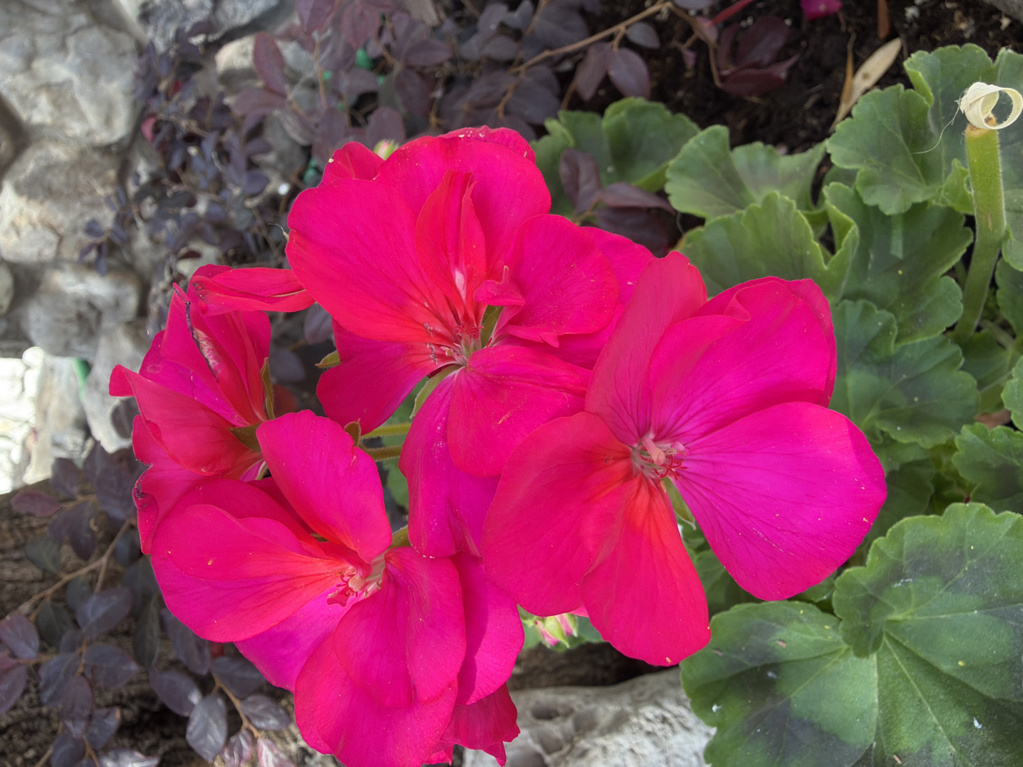 A close-up shot features vibrant pink geranium flowers clustered together, with a few green geranium leaves visible. In the background, a wall constructed of light gray stones is partially visible to the left, while dark foliage fills the top background. The photo was likely taken in daylight in Budva, Montenegro.