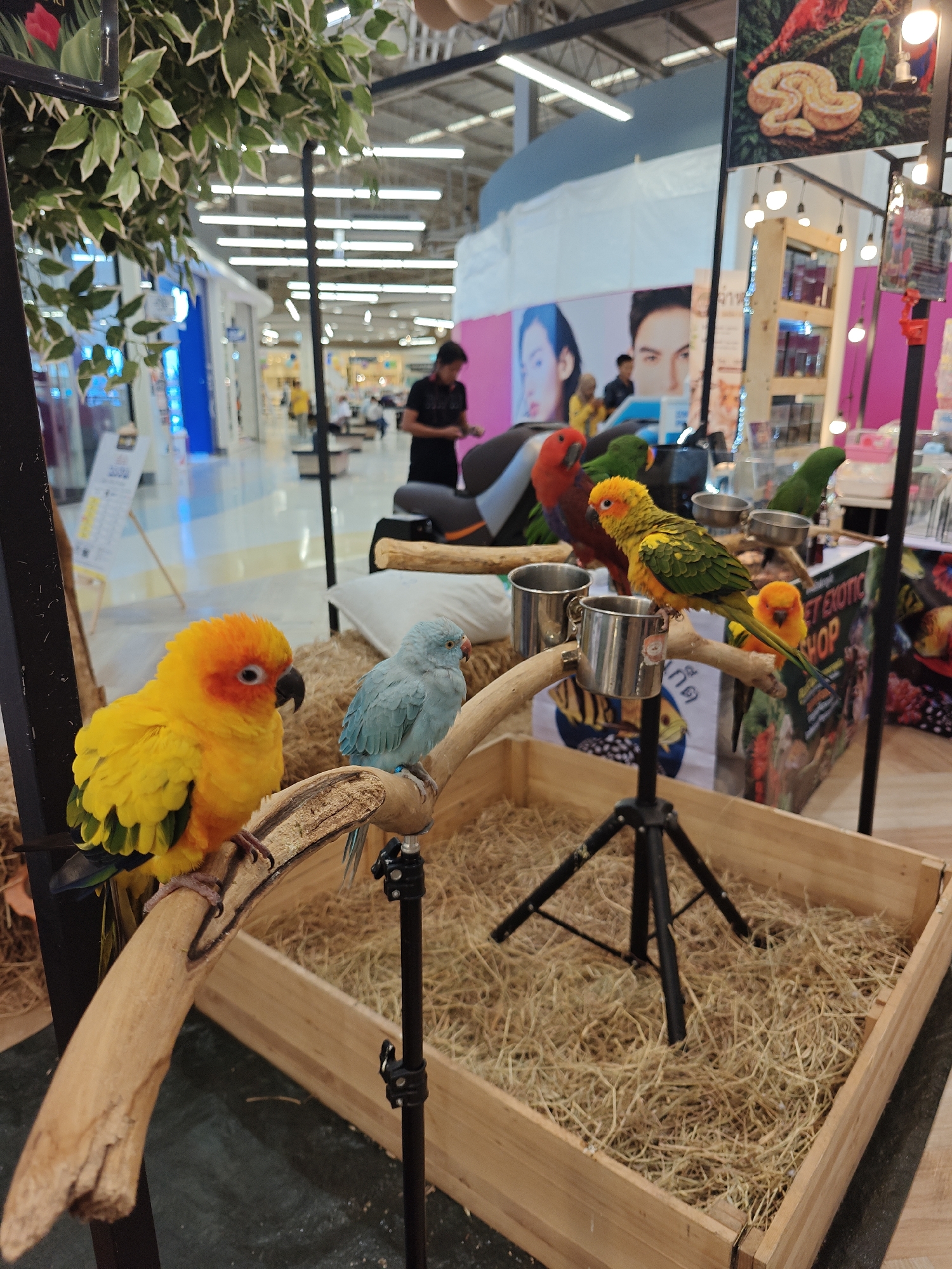 In Thep Krasatti, Thailand, a medium shot captures a pet exotic bird shop display. In the foreground, two sun conure parrots, one predominantly yellow with an orange head and the other light blue, perch on a rustic wooden branch. The yellow parrot is on the left, its body angled slightly away from the camera, while the blue parrot is to its right, facing the viewer. Behind them, a wooden enclosure is filled with dried hay. Several stainless steel cups are attached to the wooden branch. In the background, the interior of a brightly lit shopping mall is visible, with people walking and various shop displays. A red and green parrot is perched on a branch in the mid-ground to the right, and another green parrot is further in the background. A black tripod stands in the hay-filled enclosure. The overall scene suggests a commercial setting focused on the sale of exotic birds.