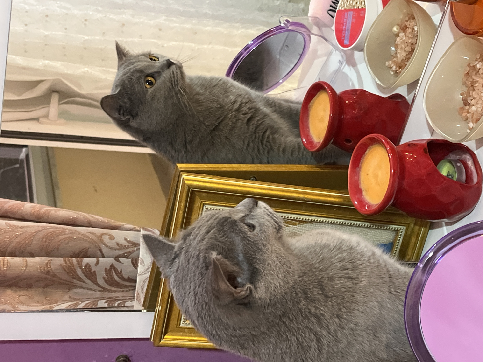 Two grey cats are positioned on a shelf. The upper cat is looking to the left, while the lower one looks upward. The shelf is decorated with a gold-framed painting, two small red ceramic vessels with yellow contents, a round purple-rimmed object, and several small bowls containing what appear to be cosmetic items. The lower part of the frame includes the corner of a window blind. The location is Alanya, Turkey.