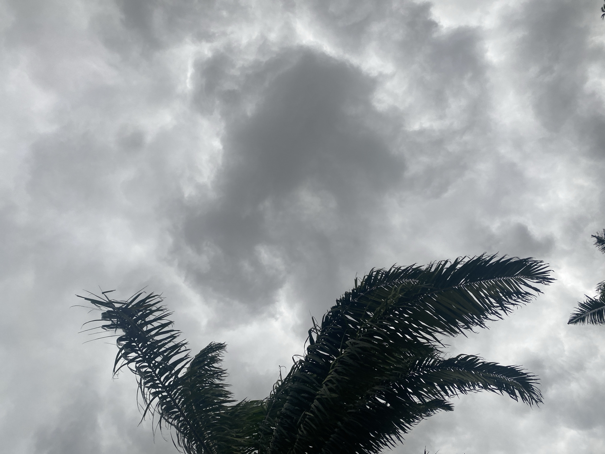 The image shows a view looking up at a gray, overcast sky, partially obscured by the fronds of a palm tree in the foreground. The palm fronds are a dark green color, in contrast to the light gray of the sky. The sky is filled with layers of clouds, indicating possibly an impending storm. The scene does not show any people, specific objects beyond the palm tree and clouds, actions, or interactions. The environment is indicative of a tropical or subtropical region, consistent with Maigizo, Nigeria, which is likely implied but not explicitly visible.
