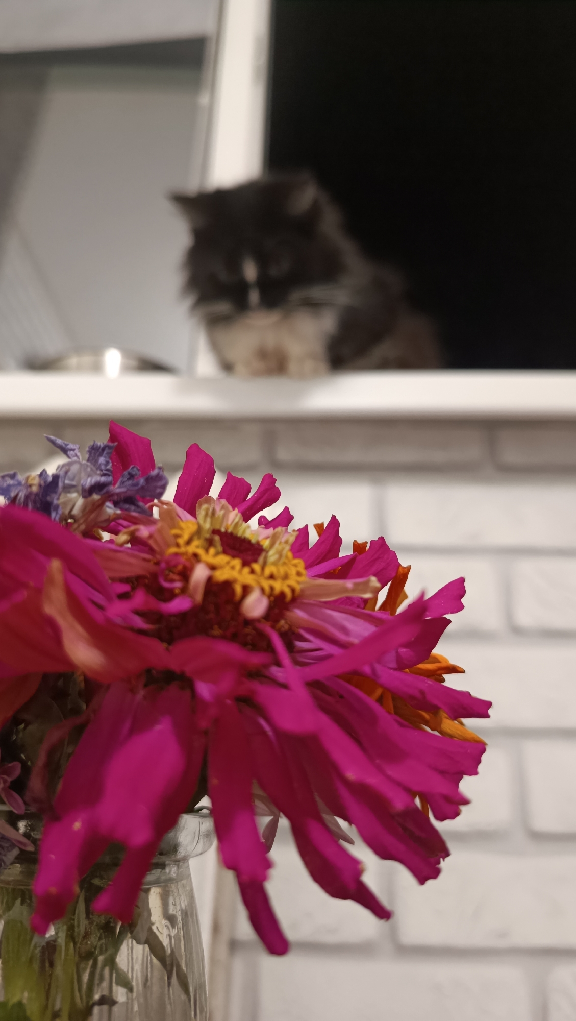 A black and white fluffy cat is sitting on a white windowsill, looking down at a bouquet of pink and yellow flowers in a glass vase. The flowers are in the foreground and are out of focus, while the cat is in the background and is also slightly out of focus. The windowsill is white and there is a white brick wall behind the flowers. The scene appears to be indoors, likely in a residential setting. The location is not determinable from the image.