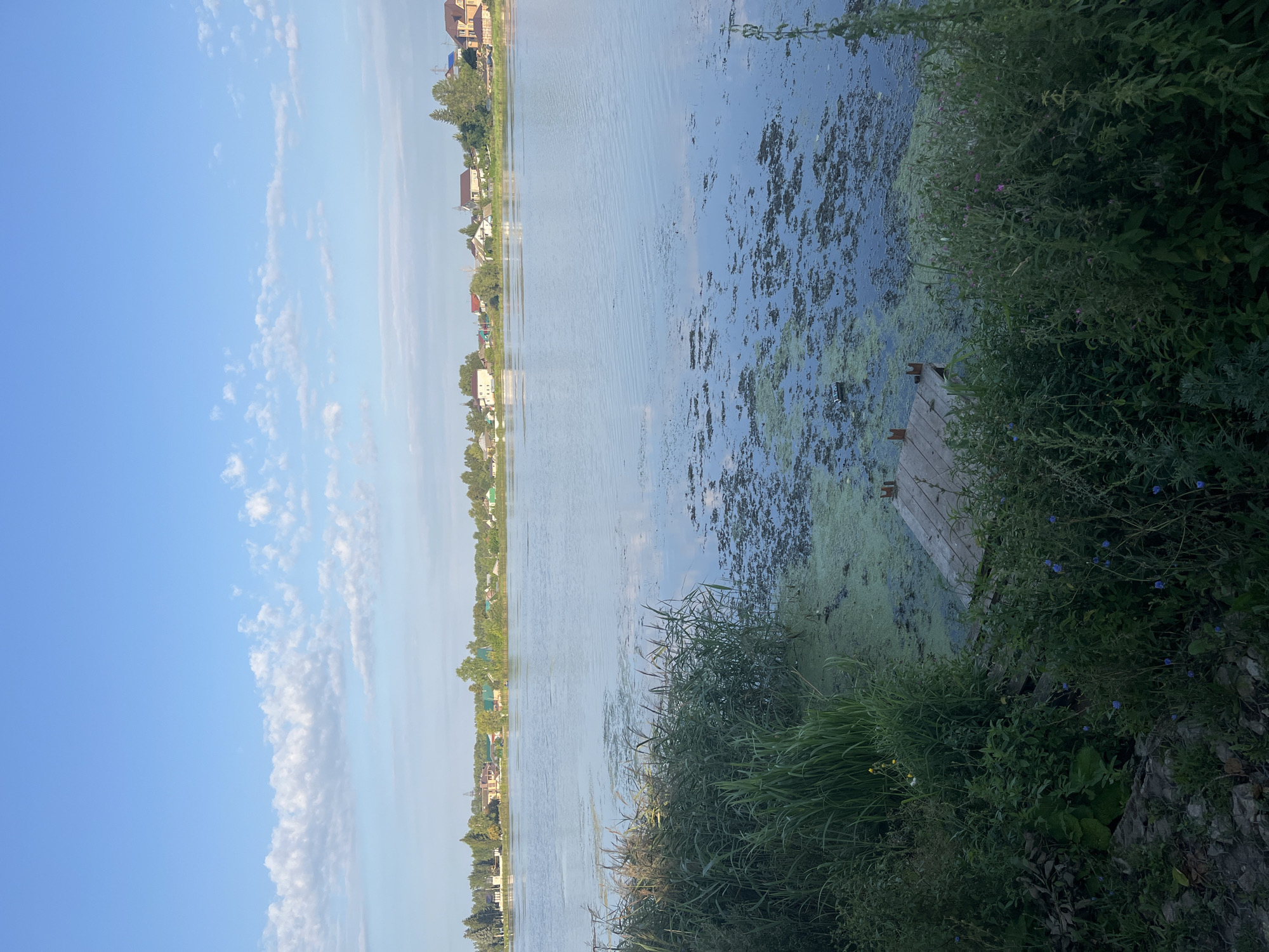 The image depicts a tranquil lakeside scene. The sky is a bright blue with scattered white clouds. The lake itself is calm, with ripples on its surface reflecting the sky. Patches of green algae or duckweed float on the water. In the foreground, tall green reeds and other vegetation line the shore. A small wooden jetty, partially submerged, extends into the water. Across the lake, a line of houses and trees forms the distant shore. The setting appears to be a rural or suburban area. The image is a landscape photograph, likely taken during daylight hours on a clear day.
