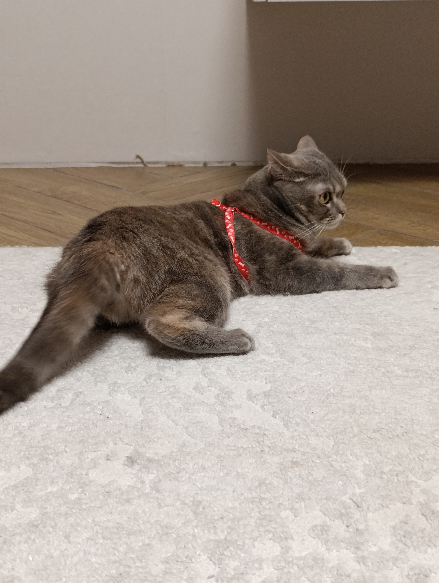 A grey tabby cat with a red patterned harness is lying on a white rug. The cat is positioned in the lower half of the image, its head turned to the right, and its tail extending to the left. The rug appears to be plush and textured. In the background, there is a light-colored wall with wooden trim, and a section of wooden flooring is visible. There is no indication of the location in the city of Chaikovsky, Russia from the image.