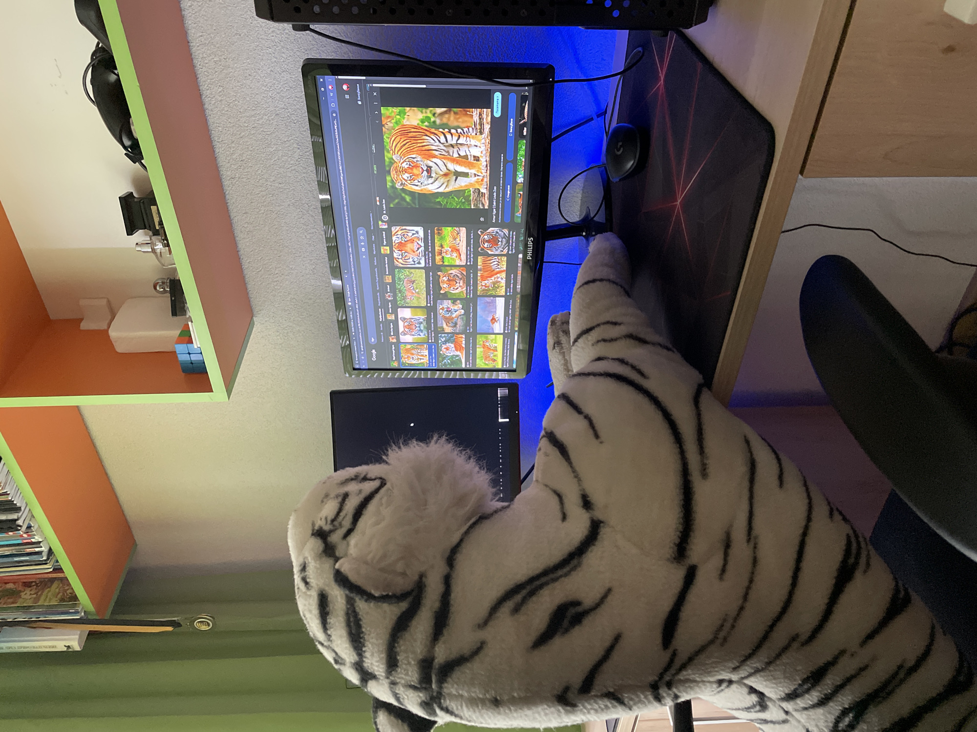 A slightly tilted, medium shot captures an indoor desk setup, primarily featuring a white plush tiger toy seemingly interacting with a computer. The setting appears to be a home office or bedroom.
The main subject is a large white tiger plush toy with black stripes, occupying the foreground and right side of the image, facing towards a computer monitor.
On the wooden desk, a black Philips monitor displays a Google Images search page for "тигры" (tigers), with numerous tiger photographs visible. The largest image displayed is a close-up of a tiger. Text elements visible on the screen include "Загрузка" (Loading), "Посмотреть" (View), and descriptive captions like "Anker Tiger Safari Lindi Zoo," all in Cyrillic. Below the main monitor, a second, smaller monitor is visible, displaying a dark screen with minimal white elements. To the right of the main monitor is a black Logitech computer mouse resting on a black mouse pad with red geometric patterns. Blue LED lighting emanates from behind the monitor, casting a glow on the wall. The top of a computer tower, also with blue lighting, is partially visible above the monitor. A dark-colored office chair is partially visible on the far right.
On the left side of the image, a colorful shelving unit is visible. It features orange and light green sections, holding books, a Rubik's Cube, headphones, and other small items. The overall impression is a personal computer workstation with a playful touch from the plush toy. The time of day is not explicitly clear, but the artificial blue light suggests low ambient light conditions. The Cyrillic text visible on the monitor aligns with the location context of Zlatograd, Bulgaria.