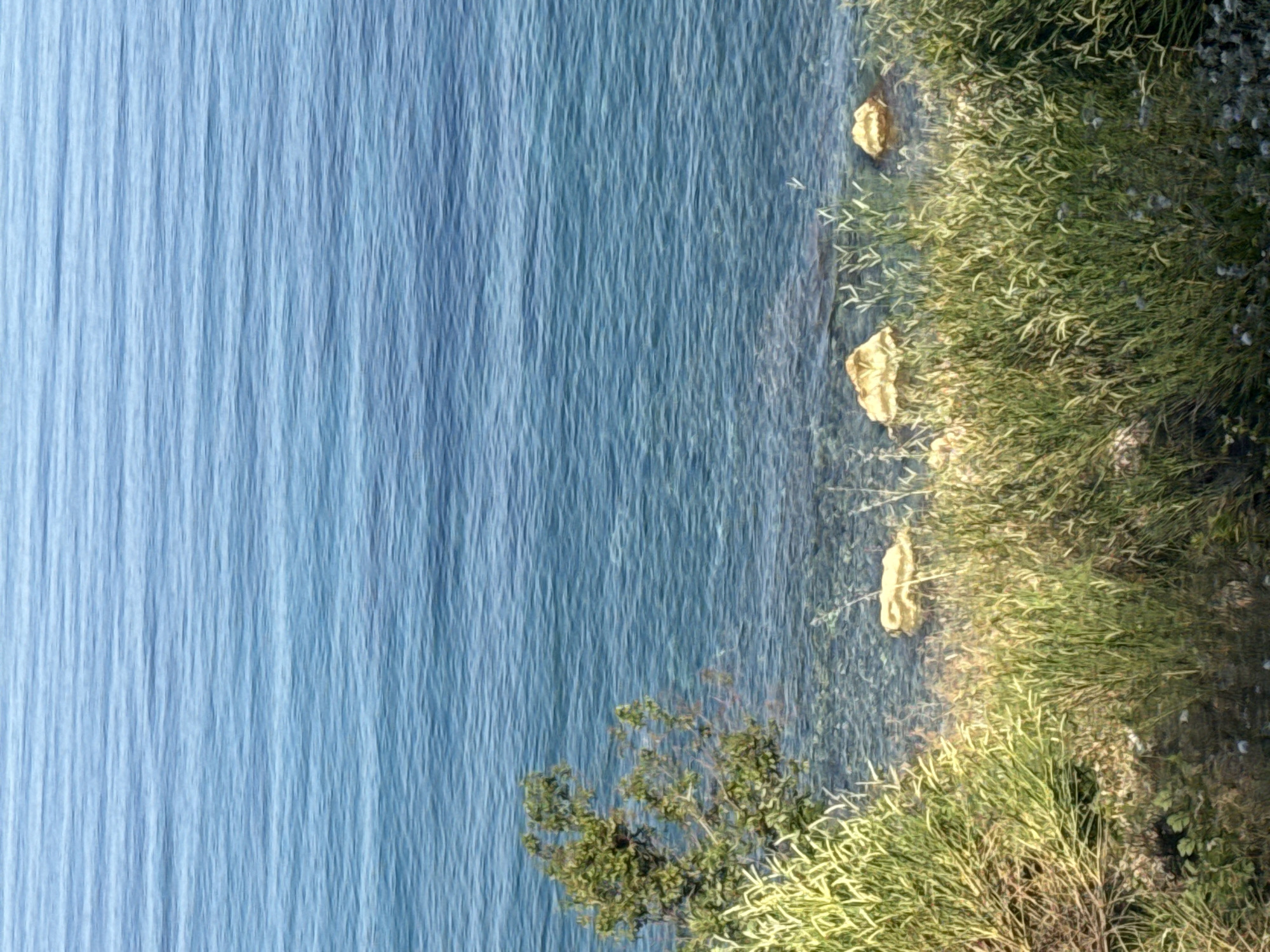 The image shows a clear blue sea with gentle waves, viewed from a grassy embankment. In the foreground, lush green and yellow vegetation lines the shore, with some scattered rocks visible. Three large, light-colored rocks are partially submerged in the shallow, clear water near the edge. A small green tree with full foliage is present on the left side of the frame. The water appears calm and inviting, and the overall scene evokes a sense of natural beauty. This scene is consistent with the coastal landscapes found in Budva, Montenegro.