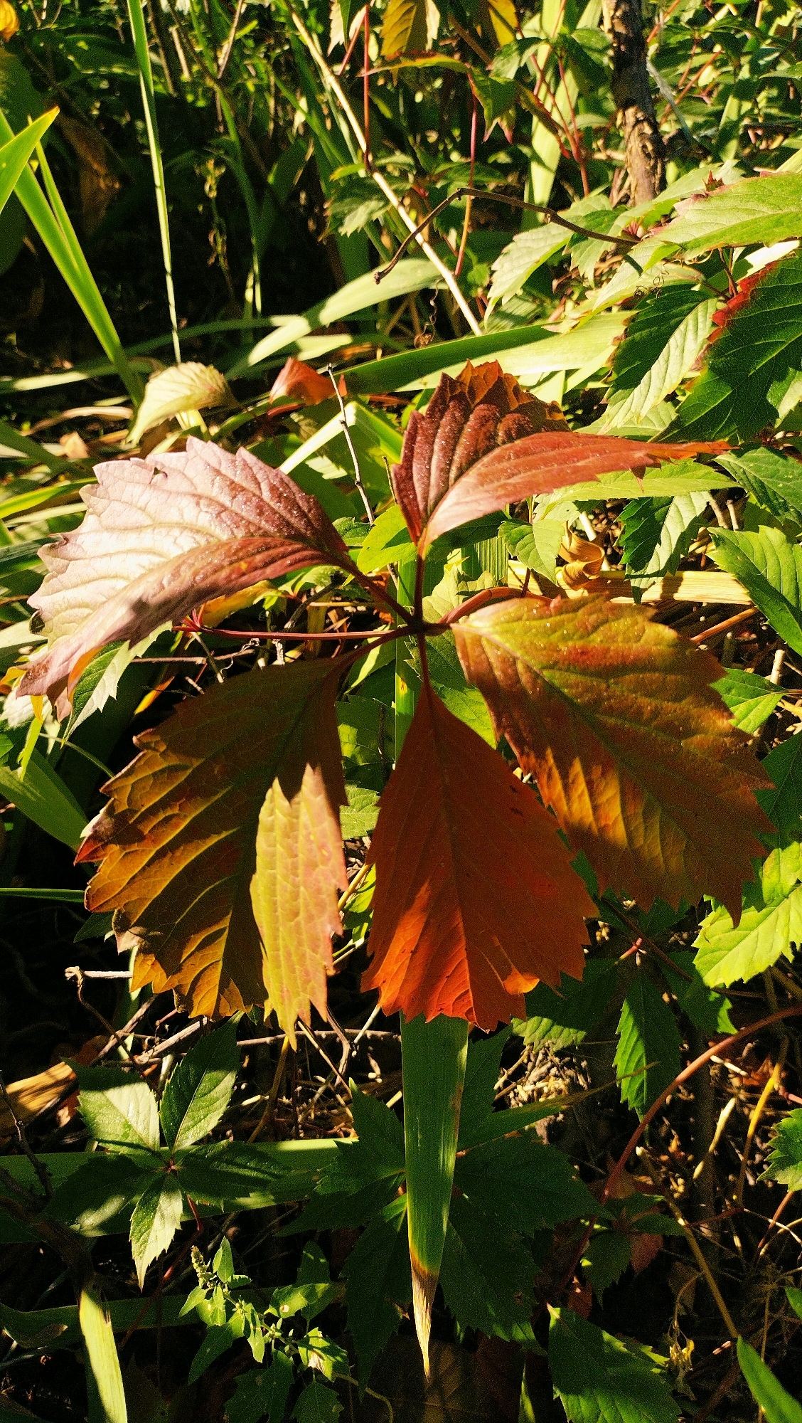 This is a close-up, eye-level, vertical outdoor photograph of a plant with lobed leaves in various stages of autumn coloration. The dominant colors are greens, oranges, and reds, suggesting a natural setting experiencing seasonal change. Sunlight casts strong shadows, highlighting the textures and veins of the leaves. The foliage is dense, with some leaves appearing glossy and others matte. In the background, there are out-of-focus green stalks and darker, shadowy areas, indicating a garden or wild vegetation. There are no people or man-made structures visible. The photograph appears to be taken in Horishni Plavni, Ukraine, given the context provided.