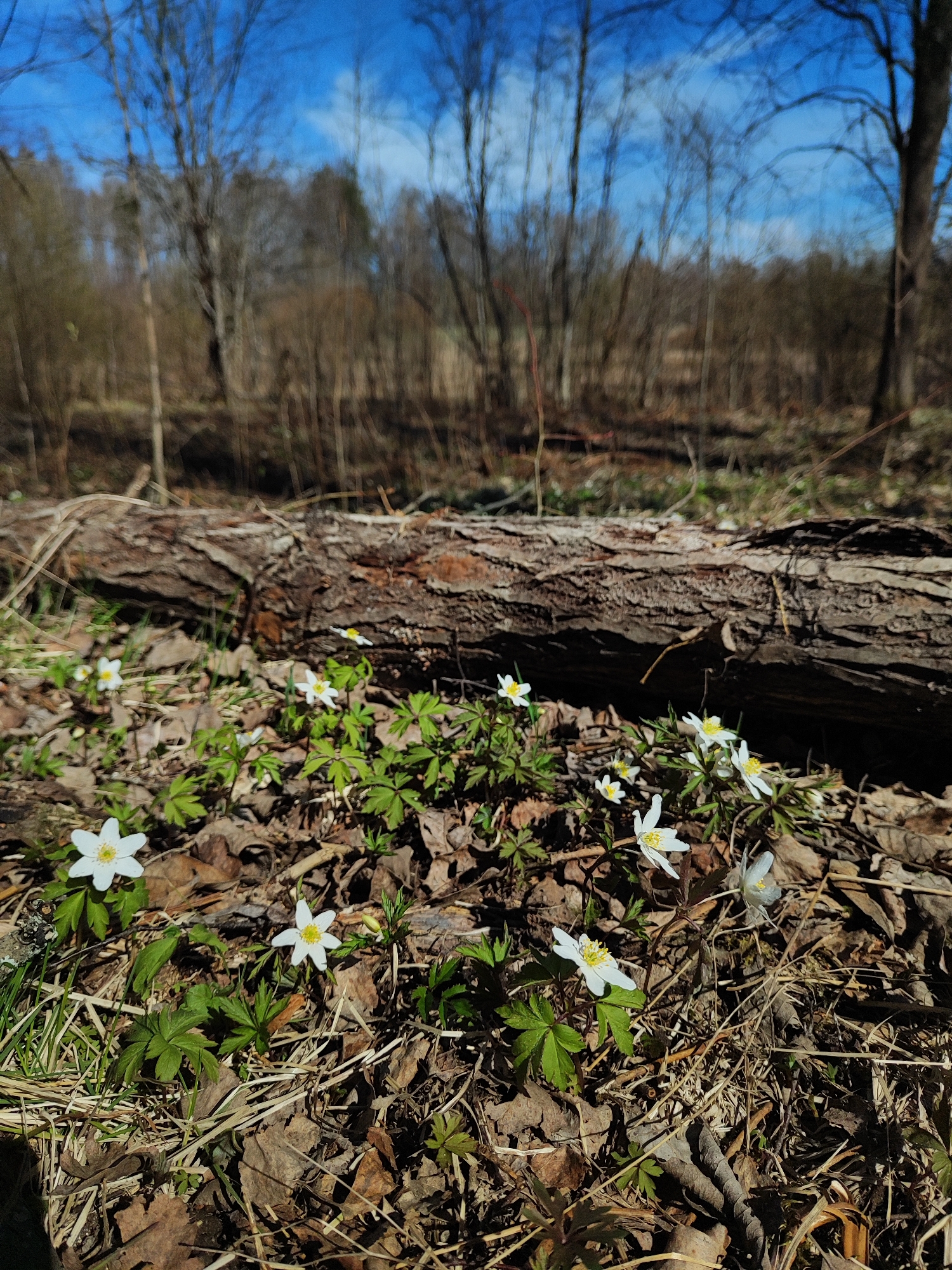 The image captures a forest floor scene in an unknown location. In the foreground, several white, star-shaped flowers with yellow centers are scattered amongst dead leaves and green foliage. A large, fallen tree trunk lies horizontally in the middle ground, partially covered in bark. In the background, a dense forest of bare trees rises towards a clear blue sky with some thin clouds. The environment suggests early spring due to the presence of flowers and the absence of leaves on the trees. The scene conveys a sense of nature and tranquility.