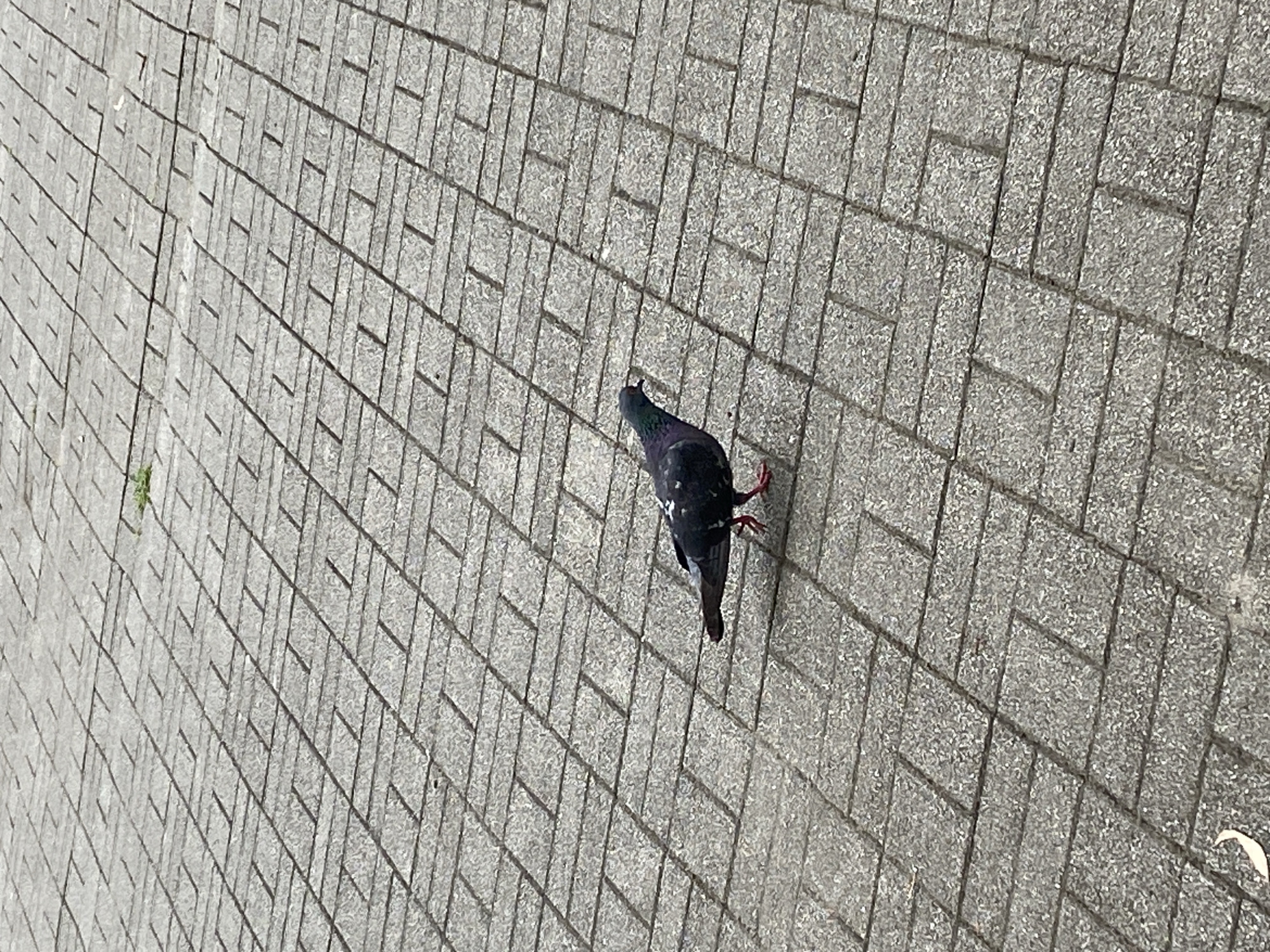 A single pigeon walks on a textured gray pavement made of rectangular bricks. The pigeon is dark-colored with iridescent neck feathers and has red feet. The pavement is laid in a herringbone pattern with some small green weeds growing in the grout lines. The scene appears to be outdoors in an urban environment, possibly in Sokhumi, Abkhazia, given the context.