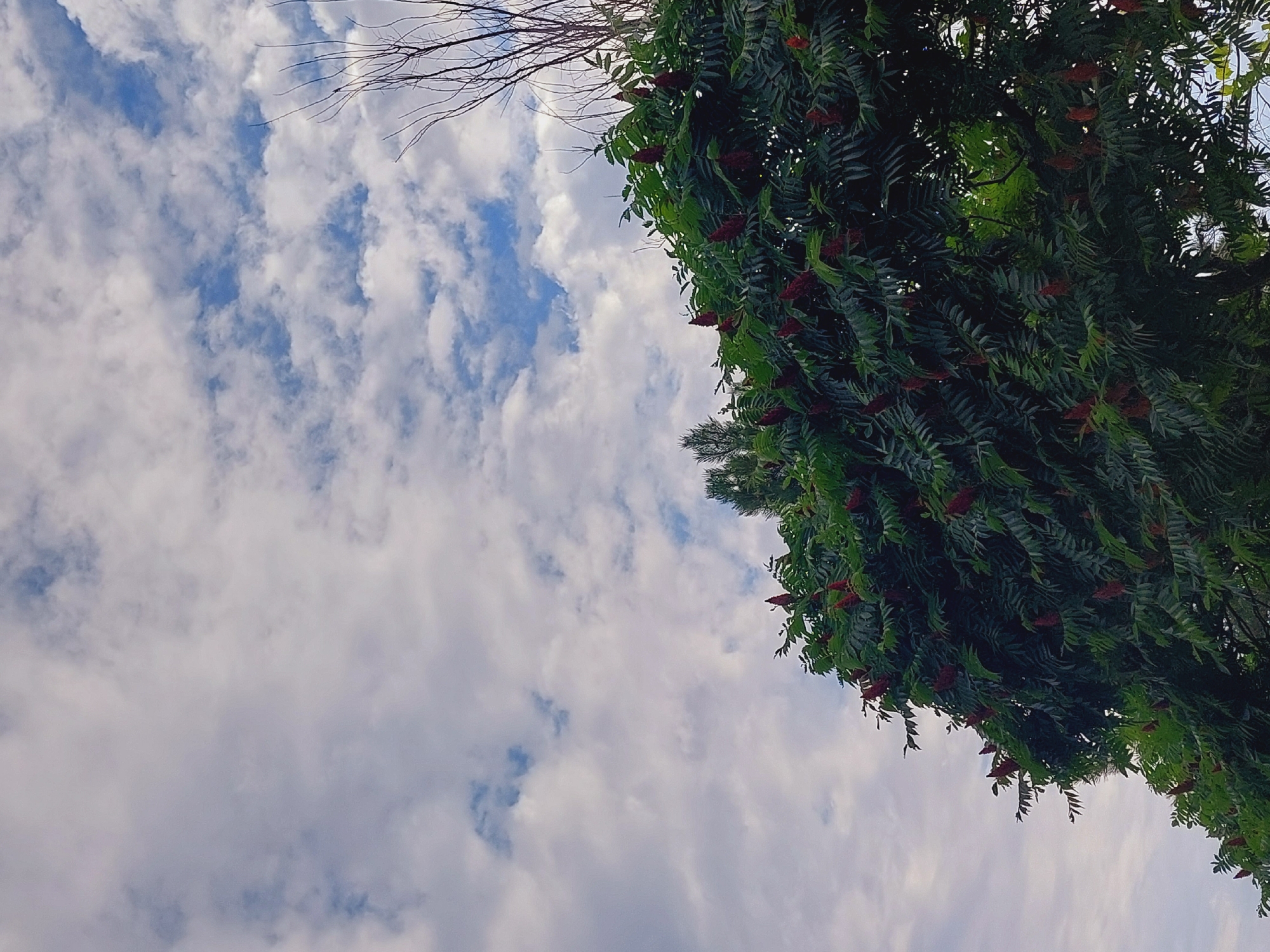 A low-angle shot captures the upper branches of a lush green tree laden with fuzzy, red seed heads, set against a sky filled with fluffy white clouds. The tree occupies the bottom half of the frame, its dense foliage obscuring much of the background. To the right, a stark, bare branch of another tree extends upwards, contrasting with the vibrant greenery. The sky above is a mosaic of blue sky peeking through the clouds. The scene is devoid of human presence. The image's composition and the appearance of the vegetation suggest a natural setting, potentially within the outskirts of Sozopol, Bulgaria, where such trees might be found.