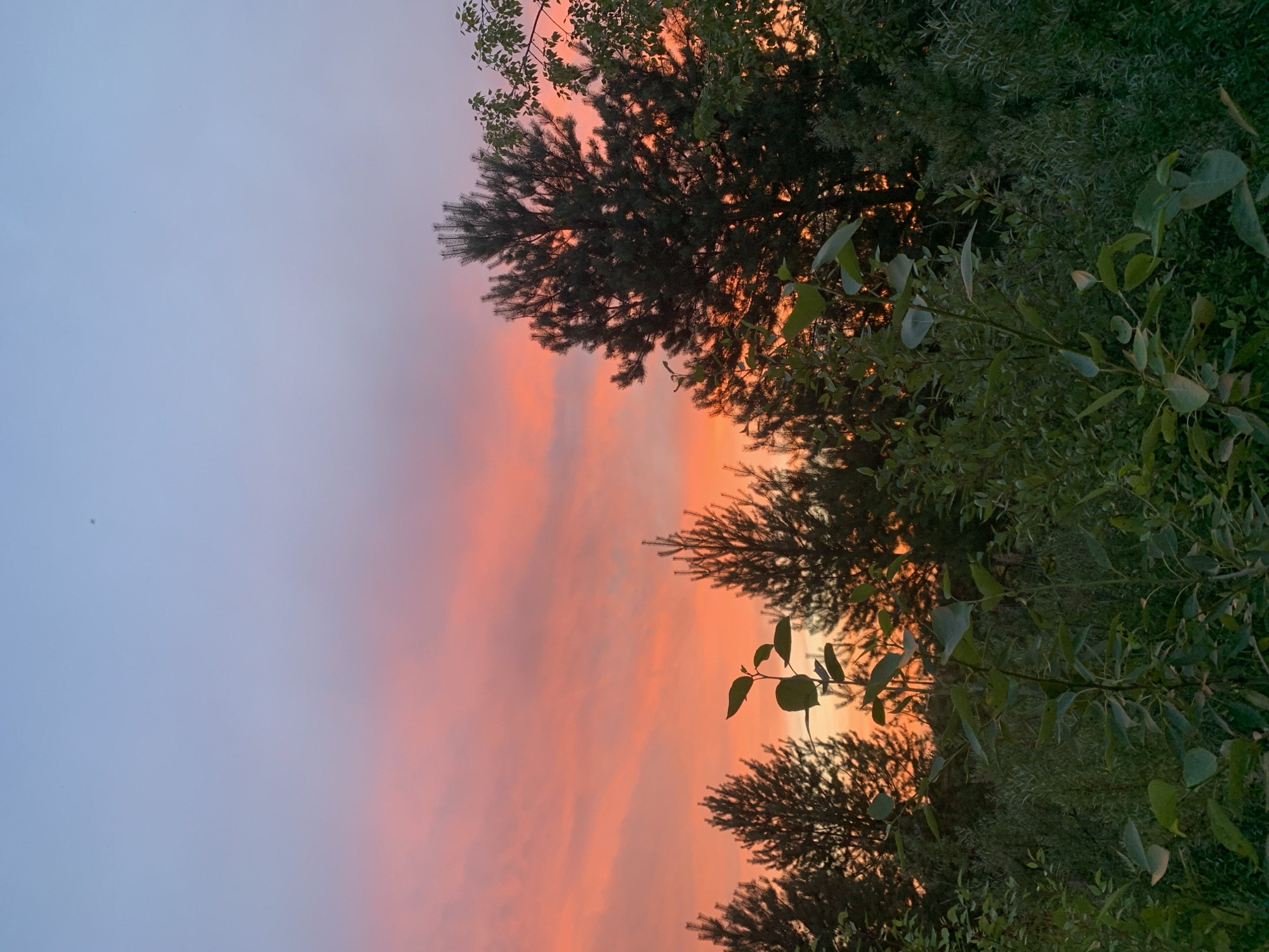 This is a photograph of a sunset over a wooded area. The sky is a gradient of pink, orange, and blue, with wispy clouds. Silhouetted against the sky are pine trees and other foliage. In the foreground, there are green leaves and branches. The location is Sergeevo, Russia.
