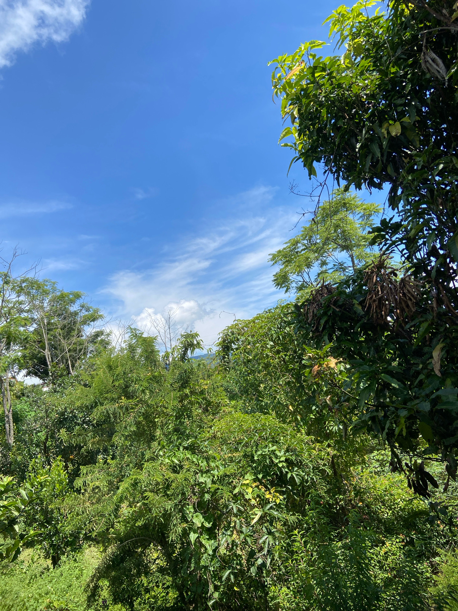 The image depicts a dense, verdant landscape under a bright blue sky with scattered white clouds. The scene is dominated by a variety of lush green trees and foliage, indicating a natural or semi-natural environment. The vegetation appears to be a mix of trees, bushes, and vines, with some branches hanging into the frame. The sunlight casts shadows on the ground, suggesting a sunny day. The overall impression is one of a thriving natural setting, likely in a tropical or subtropical region given the density and type of vegetation. There are no people or man-made structures clearly visible in the foreground or midground of the image, though faint hints of a distant building might be present in the far left background. The image appears to be taken from an elevated perspective, looking out over the canopy of trees. No specific details about the city of Losami, India are discernible from the image itself.