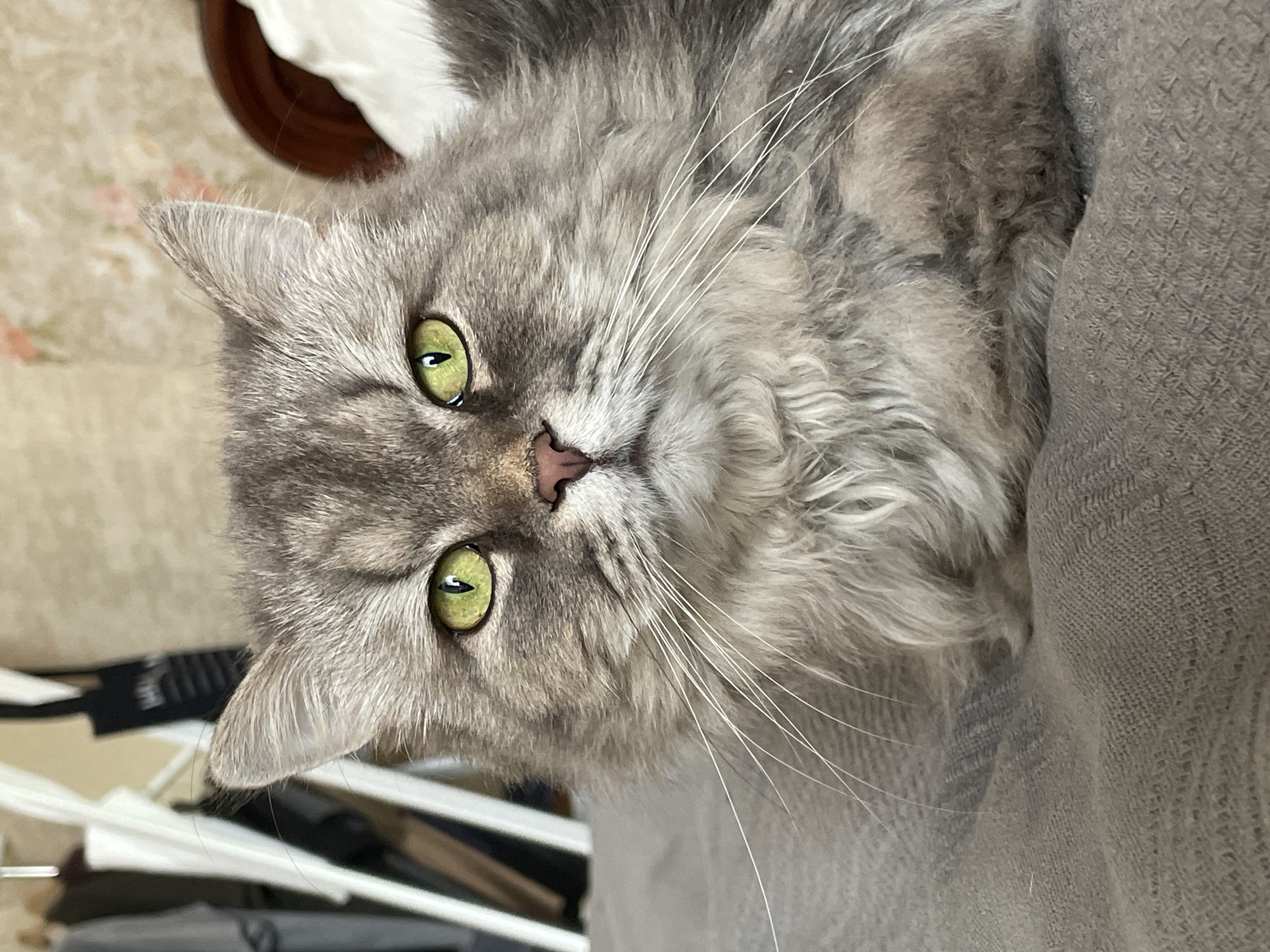 An unflattering close-up shot captures a fluffy, gray tabby cat with striking green eyes. The feline is lying on a textured gray blanket, its gaze fixed directly on the camera. The background is out of focus, revealing hints of a floral-patterned wallpaper and a wooden headboard, suggesting an indoor setting. The cat's fur is long and appears somewhat disheveled, with prominent white whiskers fanning out from its muzzle. Its nose is a soft pink, and its ears are perked slightly forward. The lighting is soft, casting a gentle illumination on the cat's face. The scene does not provide any specific clues about its location within a city or country, and therefore, cannot be placed in Unknown, Russia.
