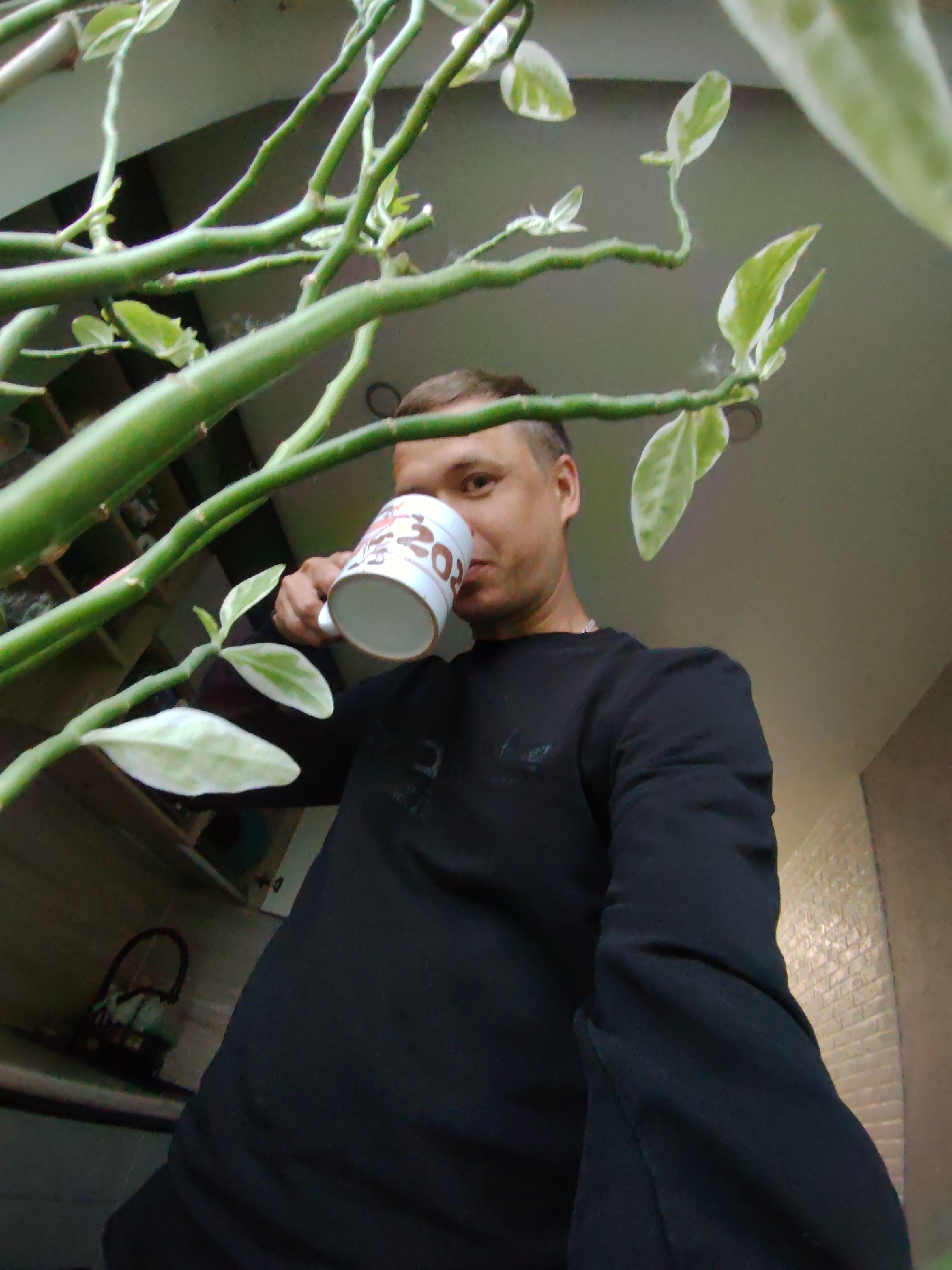 A man is taking a selfie while drinking from a mug. He is wearing a black sweatshirt and has short brown hair. The mug is white with a red and brown pattern. He is standing in front of a plant with green stems and variegated green and white leaves. In the background, there are shelves with objects on them, a basket, and a tiled wall. The lighting suggests an indoor environment, possibly a home or office. The image is taken from a low angle, looking up at the man.