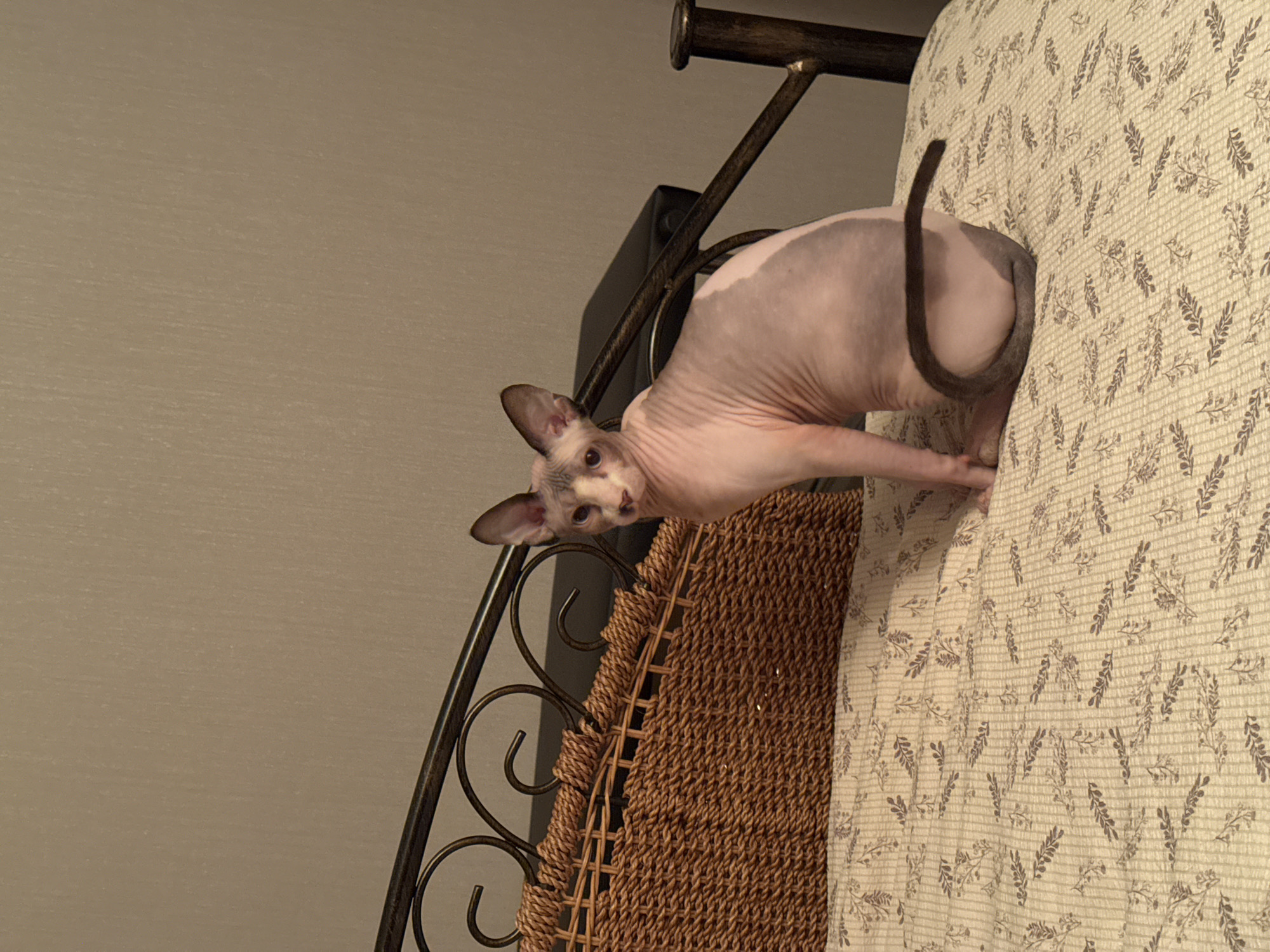 A naked cat with pink skin and dark markings on its face and tail sits on a bed with a floral pattern. The cat is facing to the right, with its tail curled around its hindquarters. Behind the cat, there is a wicker basket and the metal frame of a bed. The wall behind the bed is a neutral color. The lighting is dim, suggesting an indoor environment.
